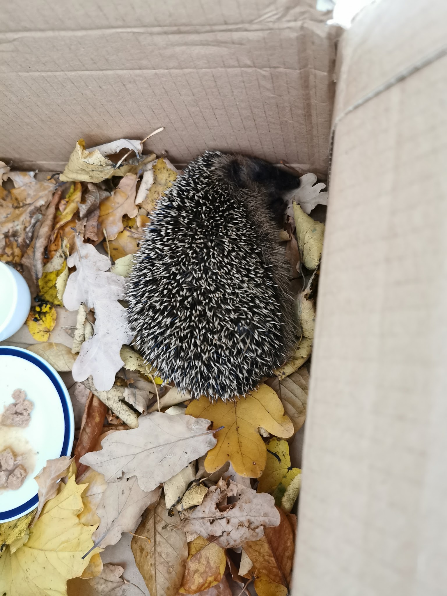 aktion tier Tierrettung München e.V.