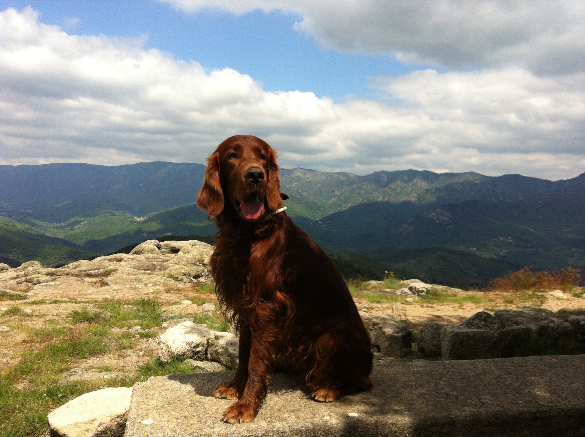 aktion tier Tierrettung München e.V.