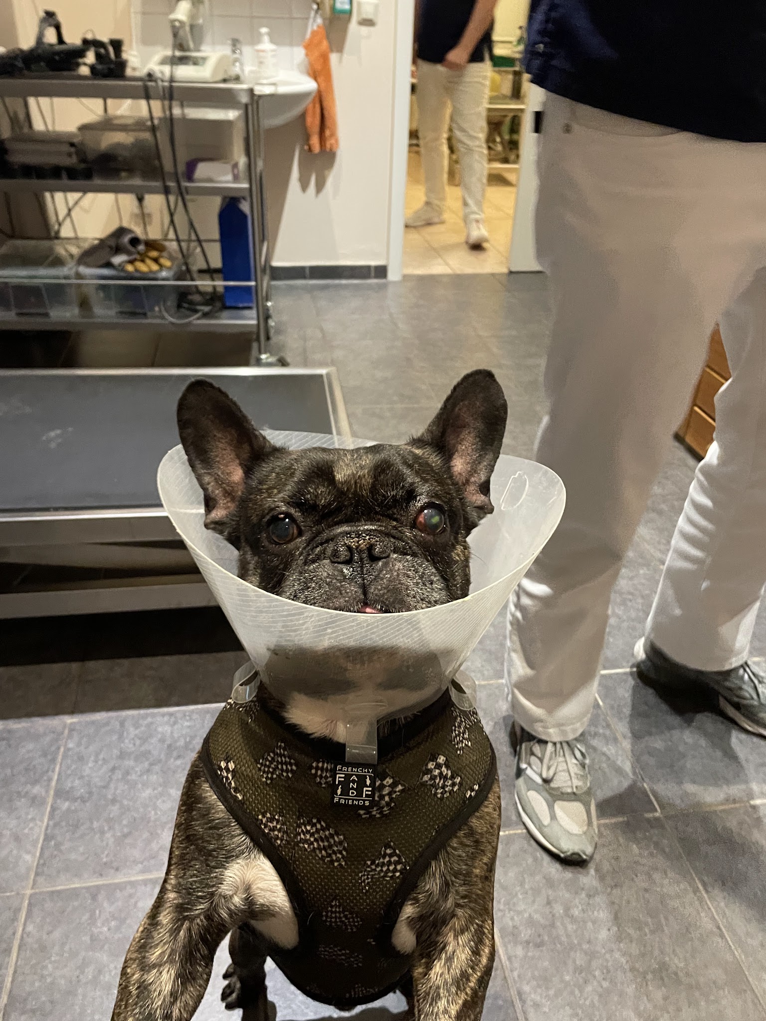 Augen-Tierarztpraxis Dr. Allgoewer