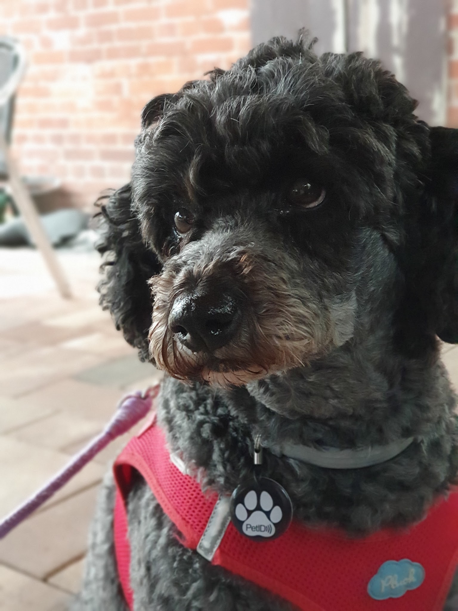 Augen-Tierarztpraxis Dr. Allgoewer