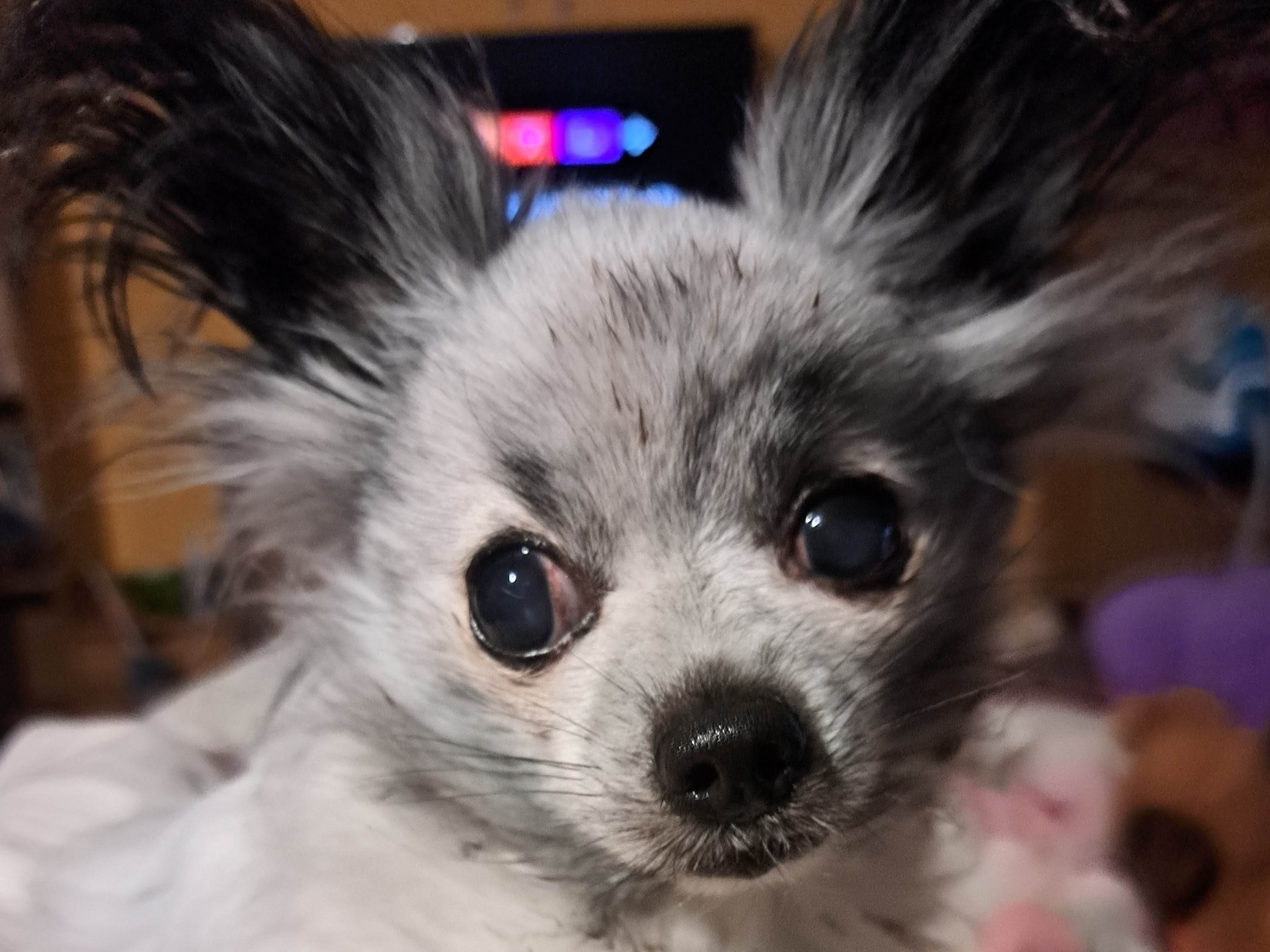 Corinna Thumm u. Melanie Götzke GbR Tierärztliche Gemeinschaftspraxis