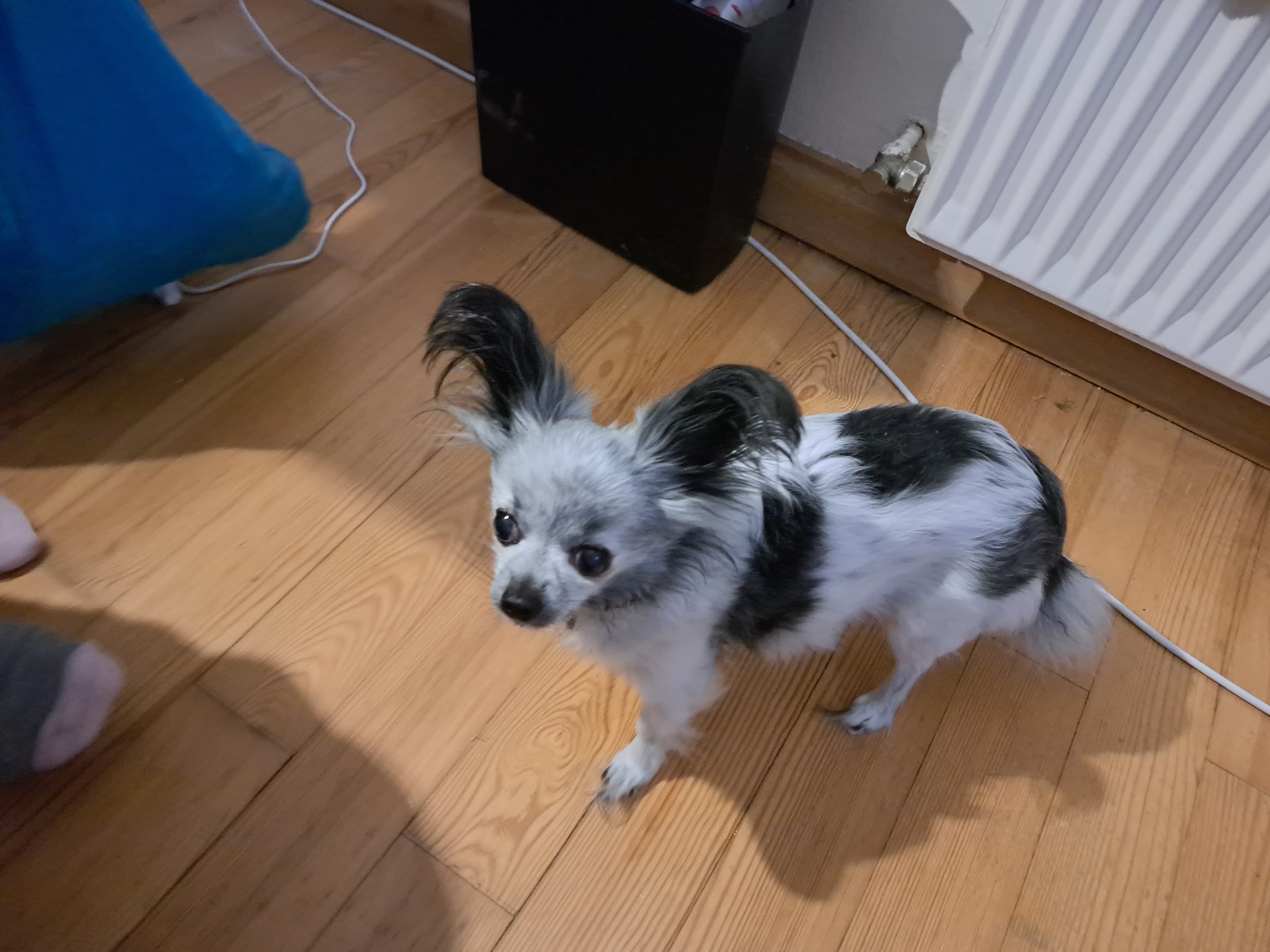 Corinna Thumm u. Melanie Götzke GbR Tierärztliche Gemeinschaftspraxis