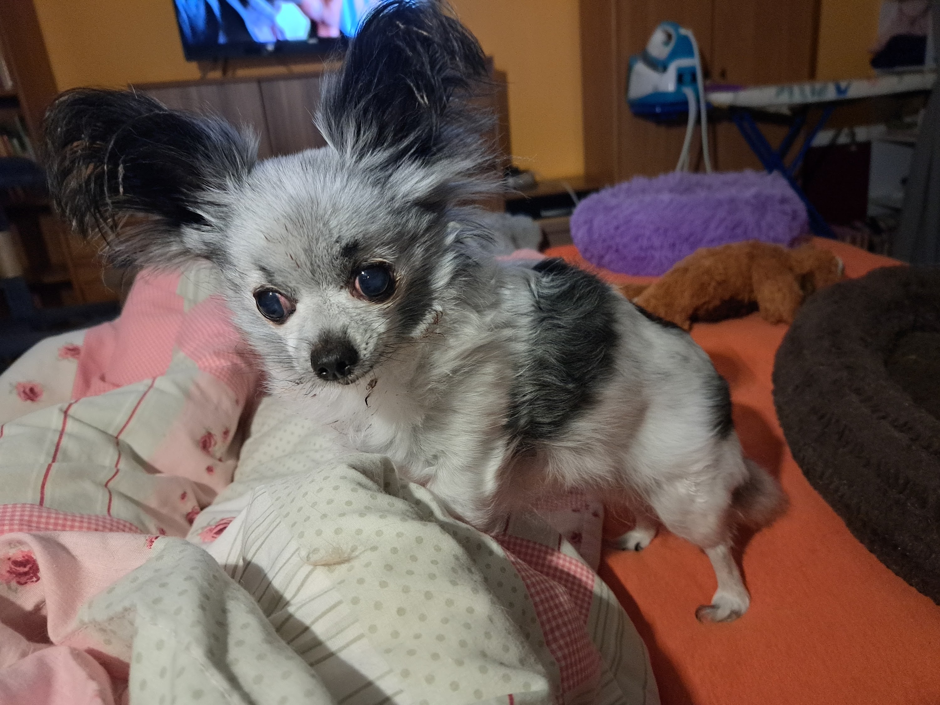 Corinna Thumm u. Melanie Götzke GbR Tierärztliche Gemeinschaftspraxis