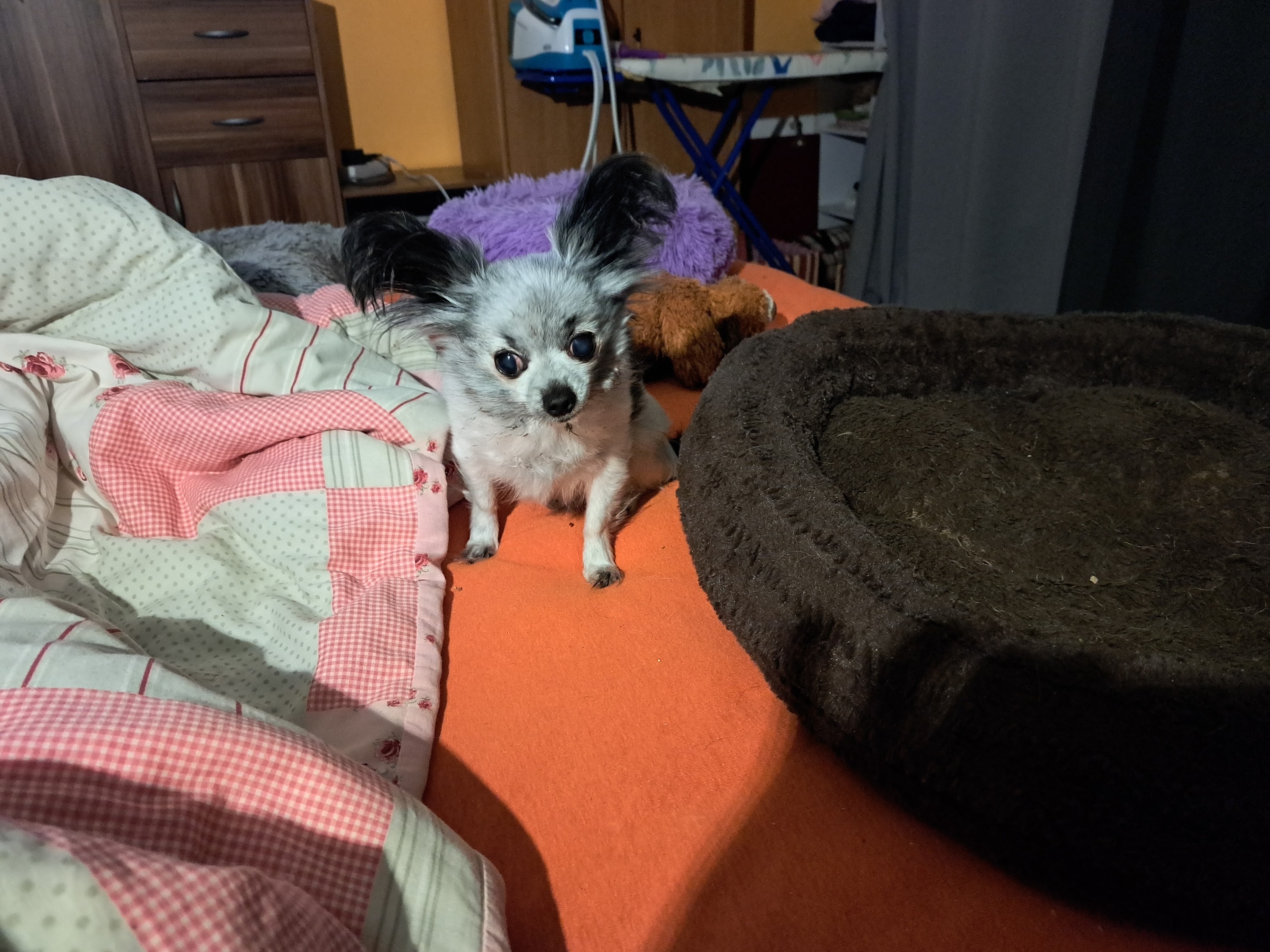 Corinna Thumm u. Melanie Götzke GbR Tierärztliche Gemeinschaftspraxis