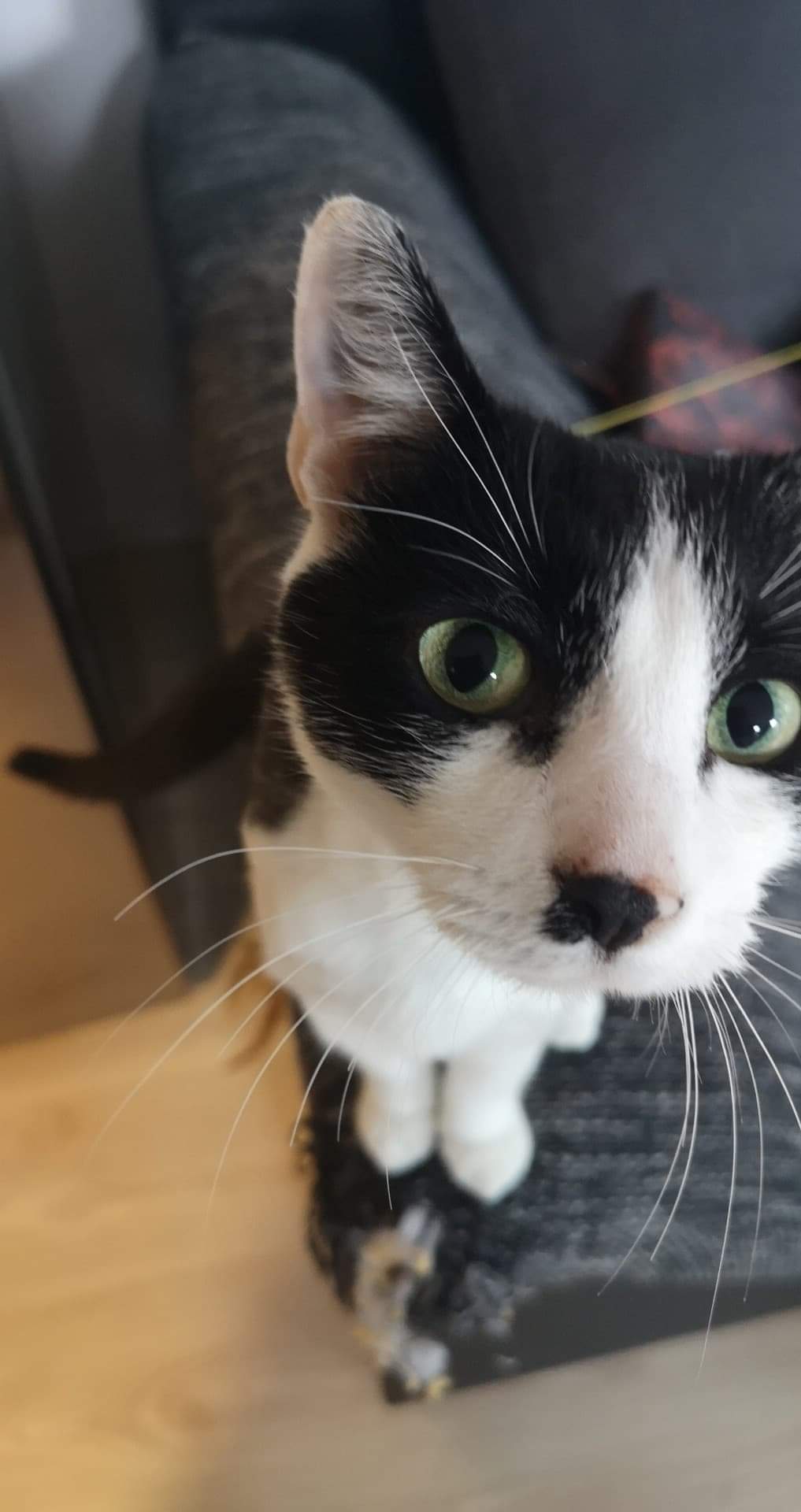 Dr. Dorothea Hünemörder