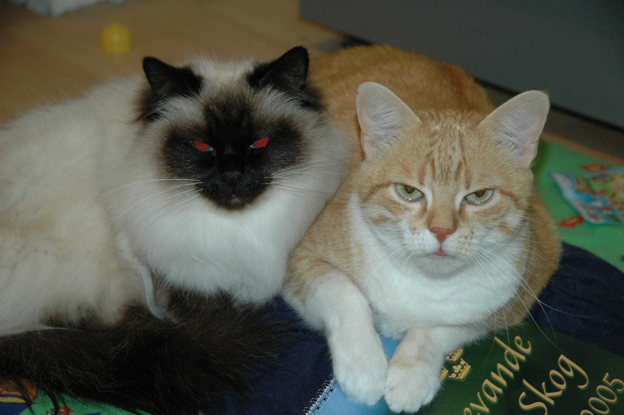 Dr. Dorothea Hünemörder