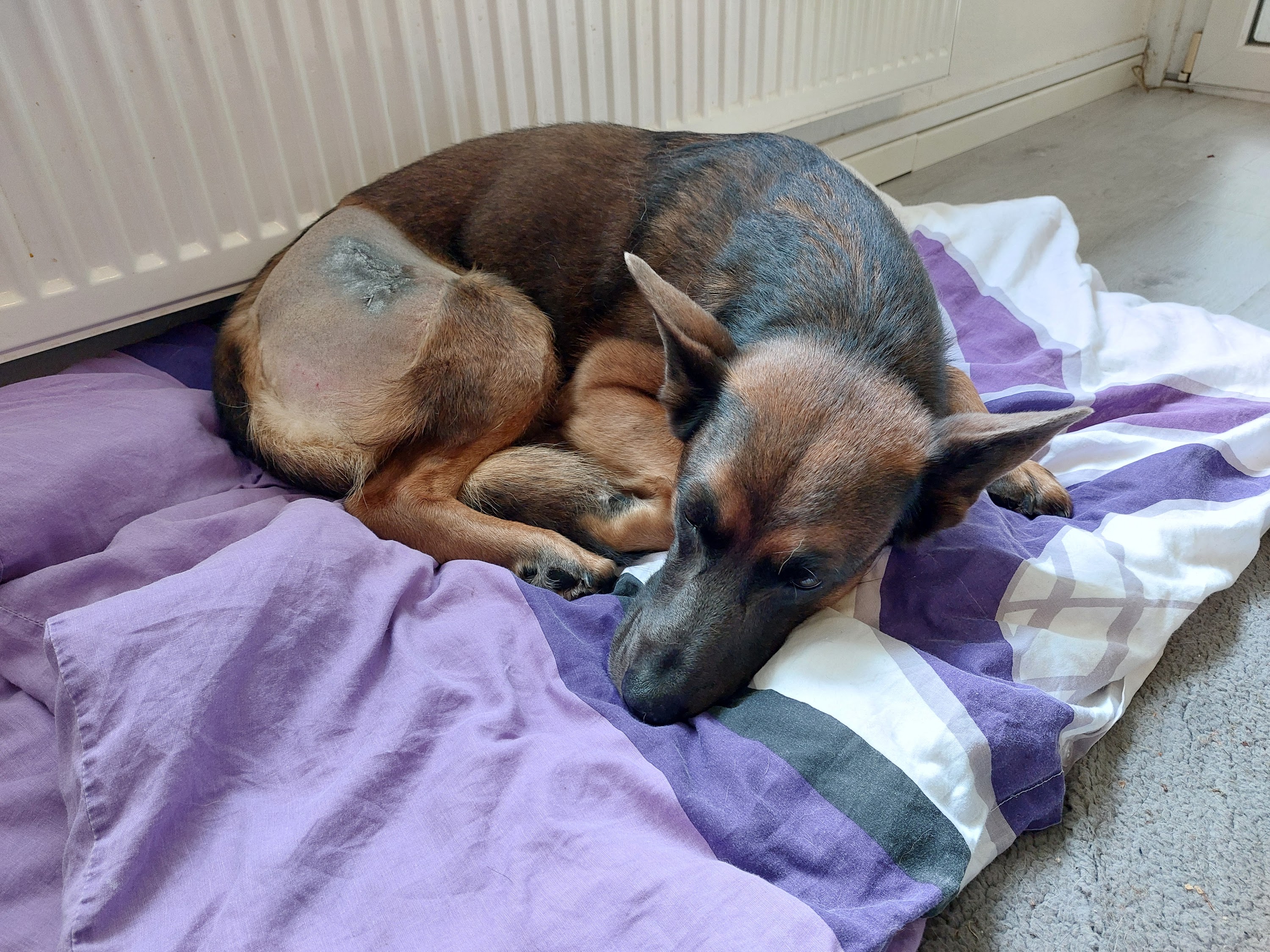 Dr. J. von Prittwitz und Gaffron