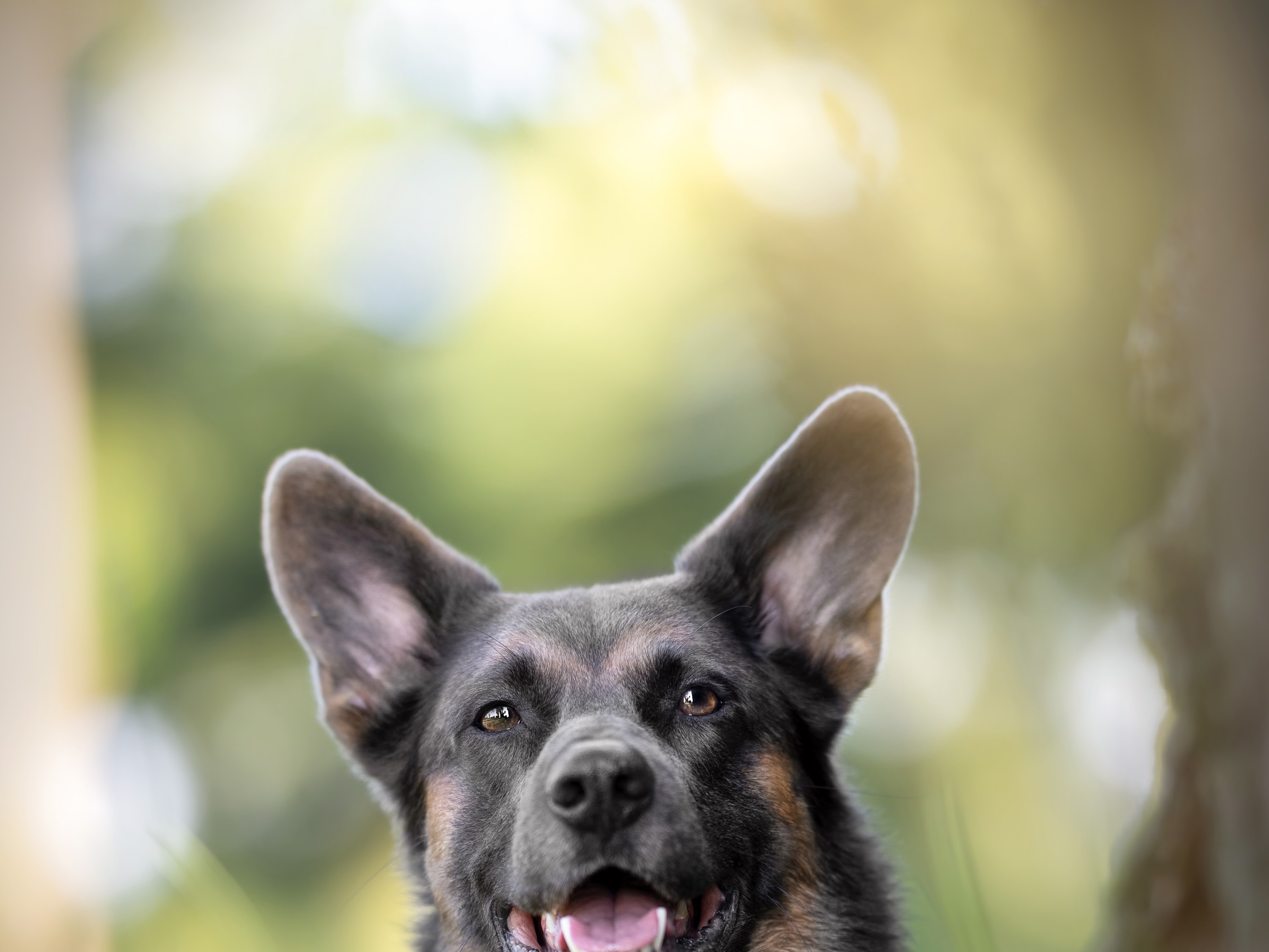 Dr. J. von Prittwitz und Gaffron