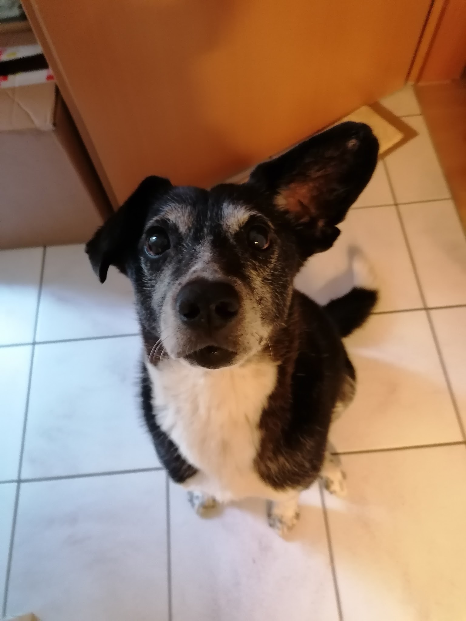 Dr. Koenig & Dr. Aumann