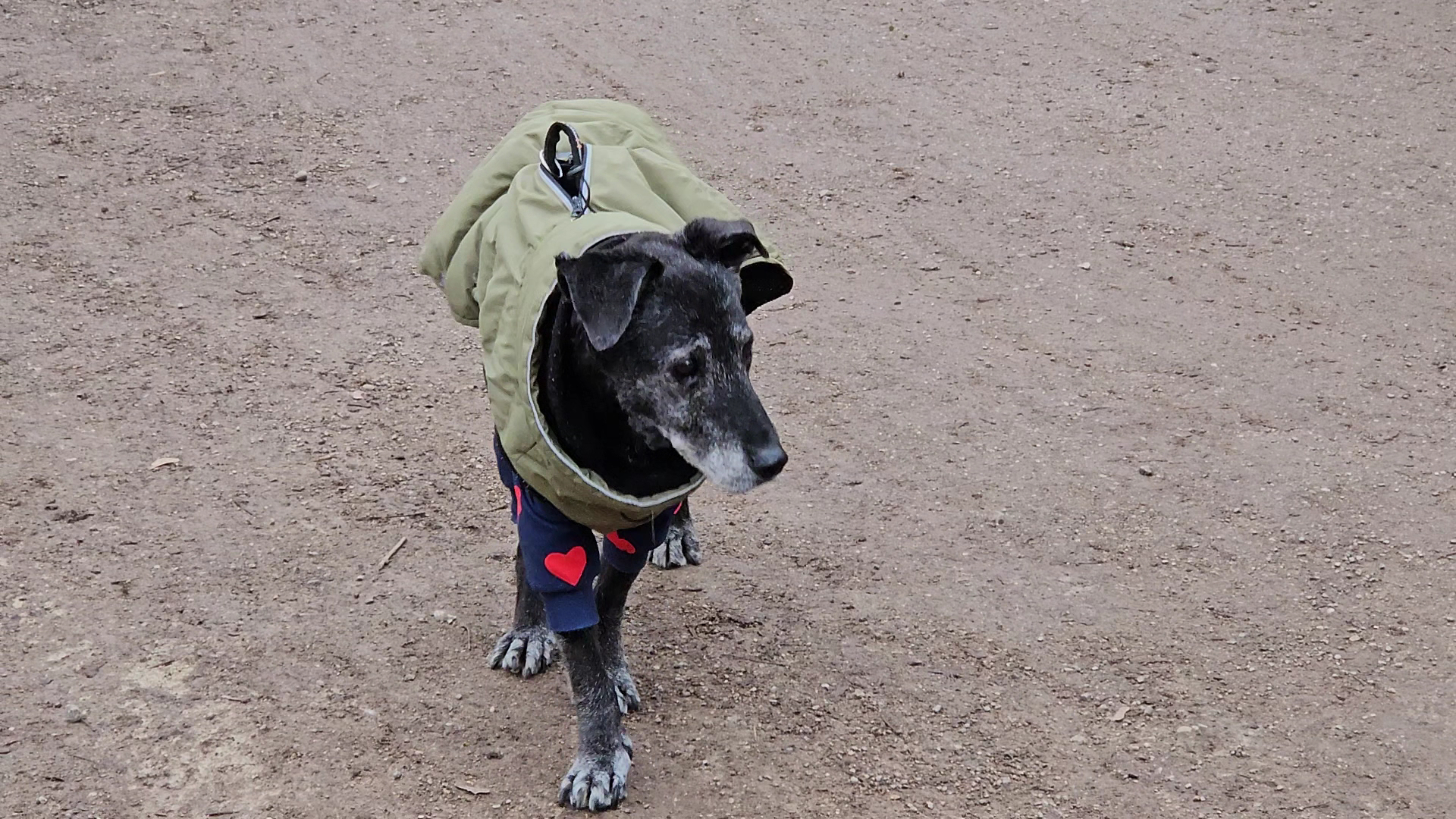 Dr. med. vet. Nicole Jung