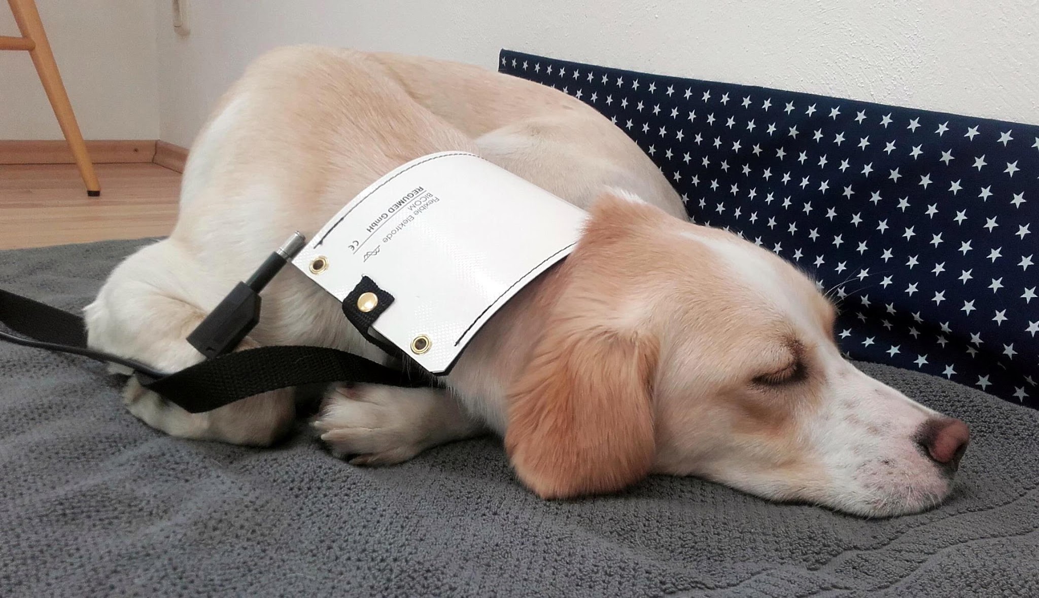 Dr. med. vet. Patricia Pfister Tierarztpraxis