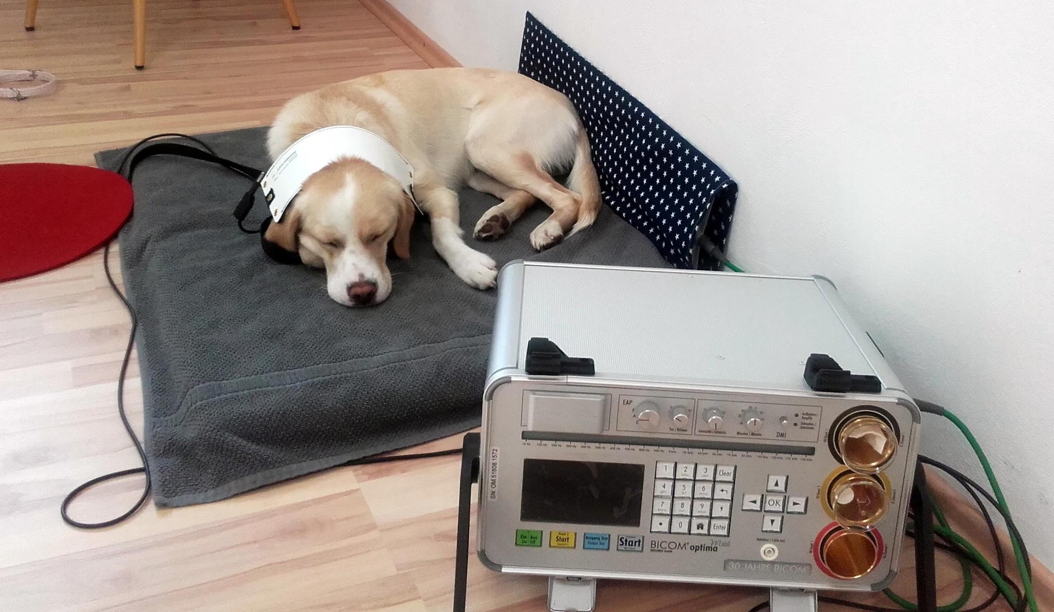 Dr. med. vet. Patricia Pfister Tierarztpraxis