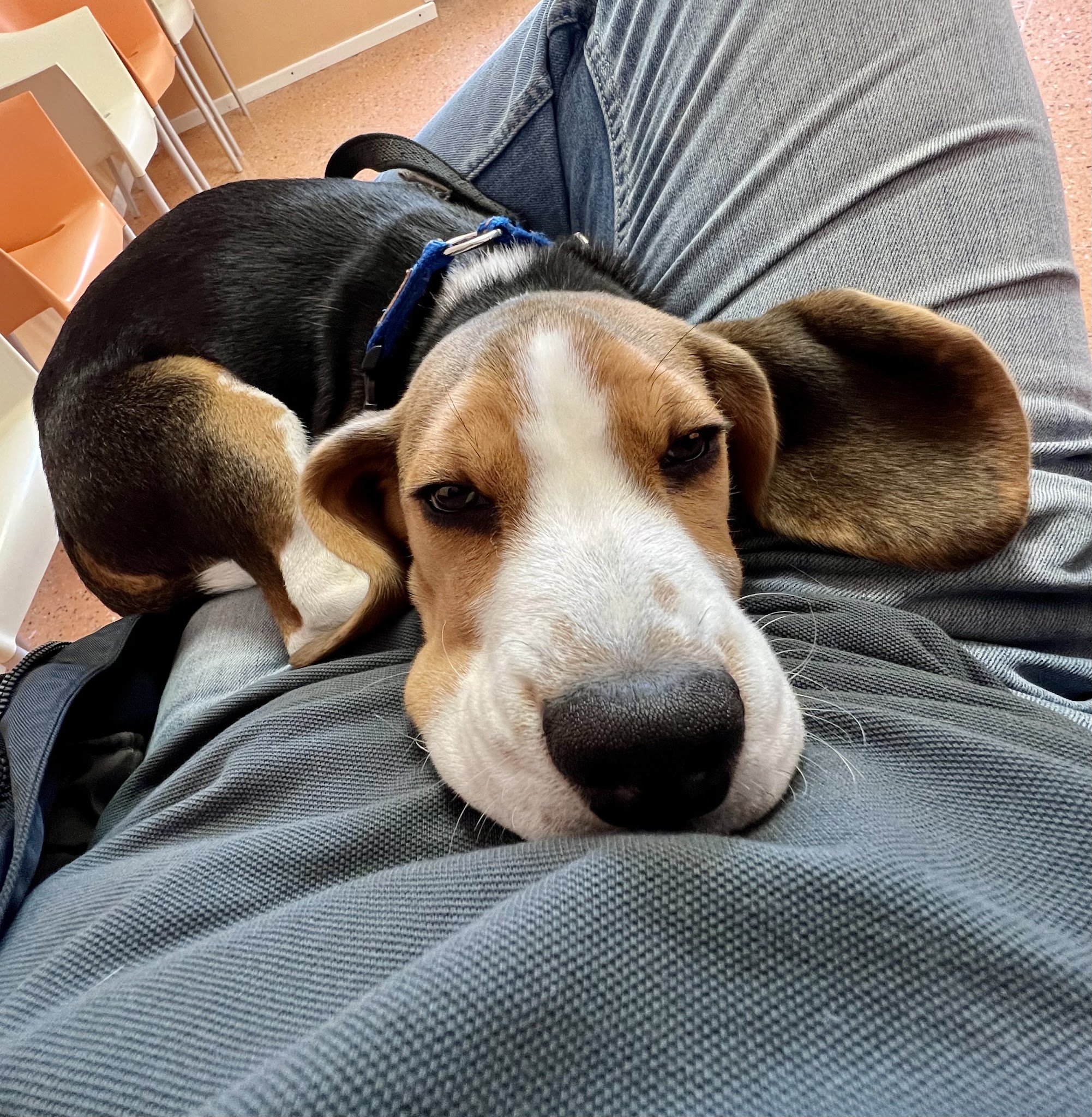 Dr. med. vet. Peter Baumann