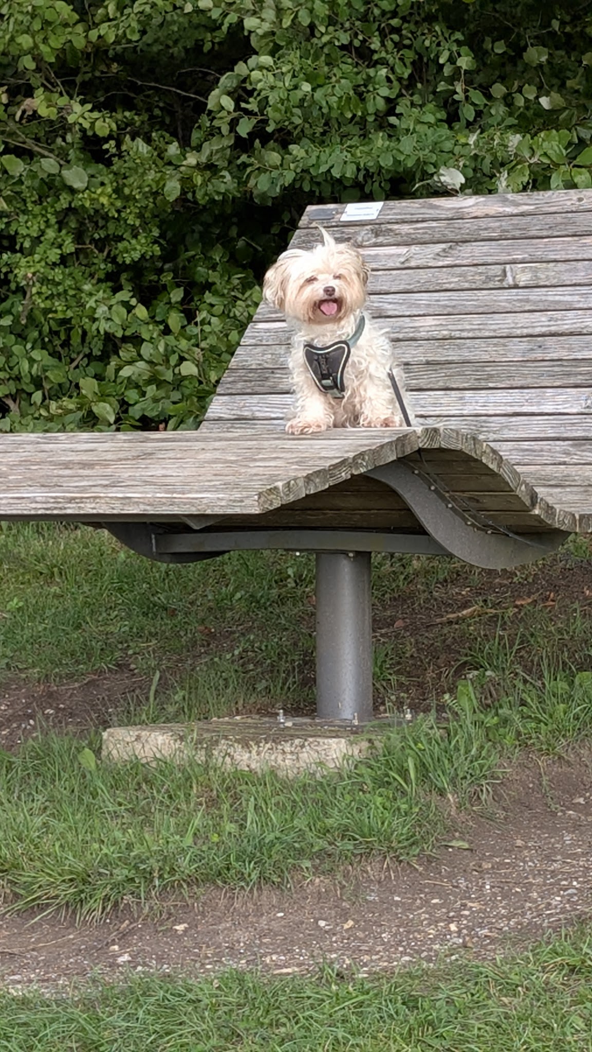 Dr. med. vet. Sylvia Schwarz