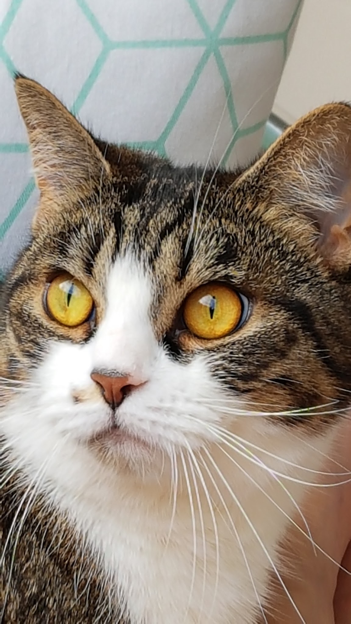 Dr.med.vet. Claudia Pastor Tierärztin