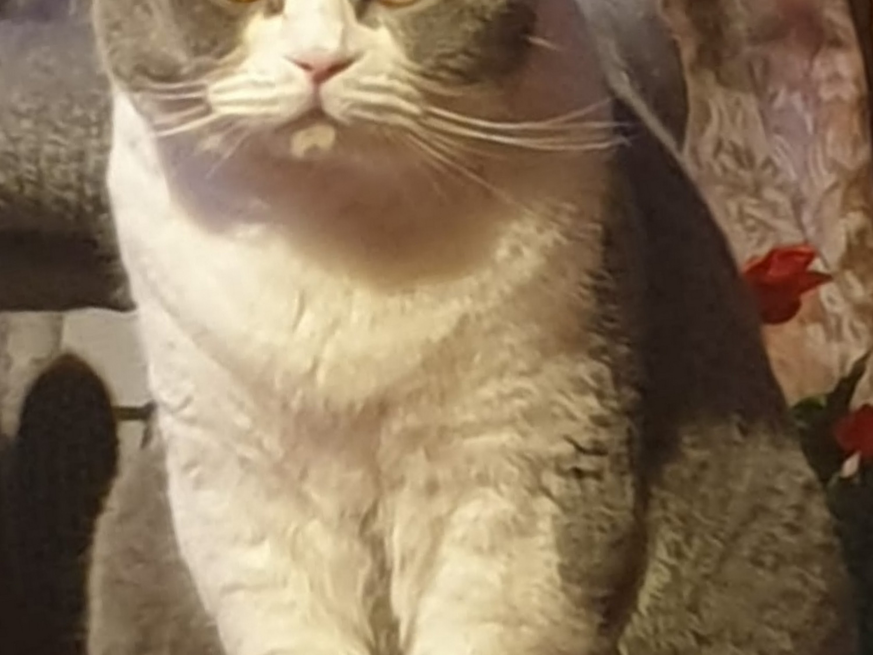 felmo Mobiler Tierarzt Bochum