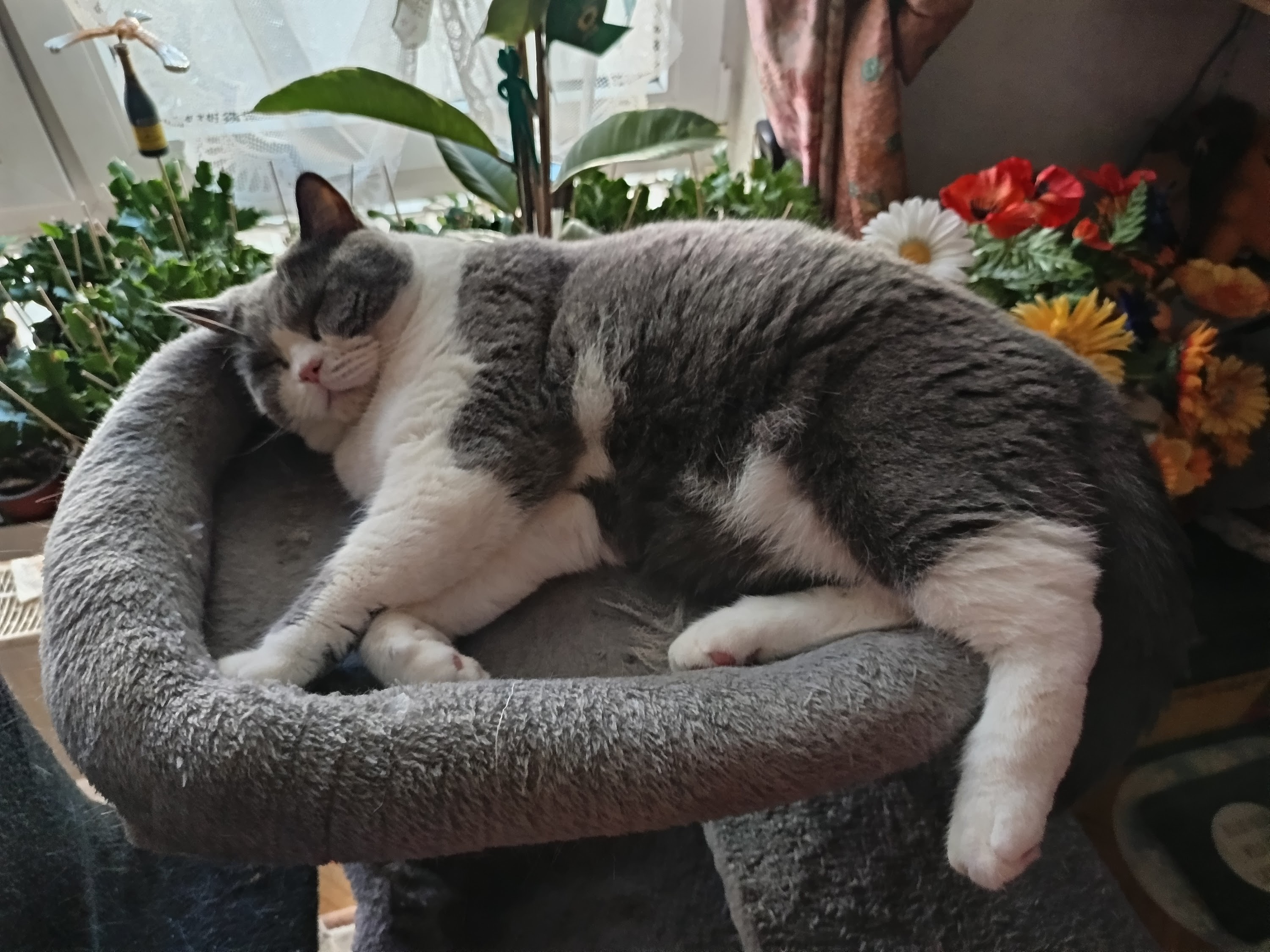 felmo Mobiler Tierarzt Bochum