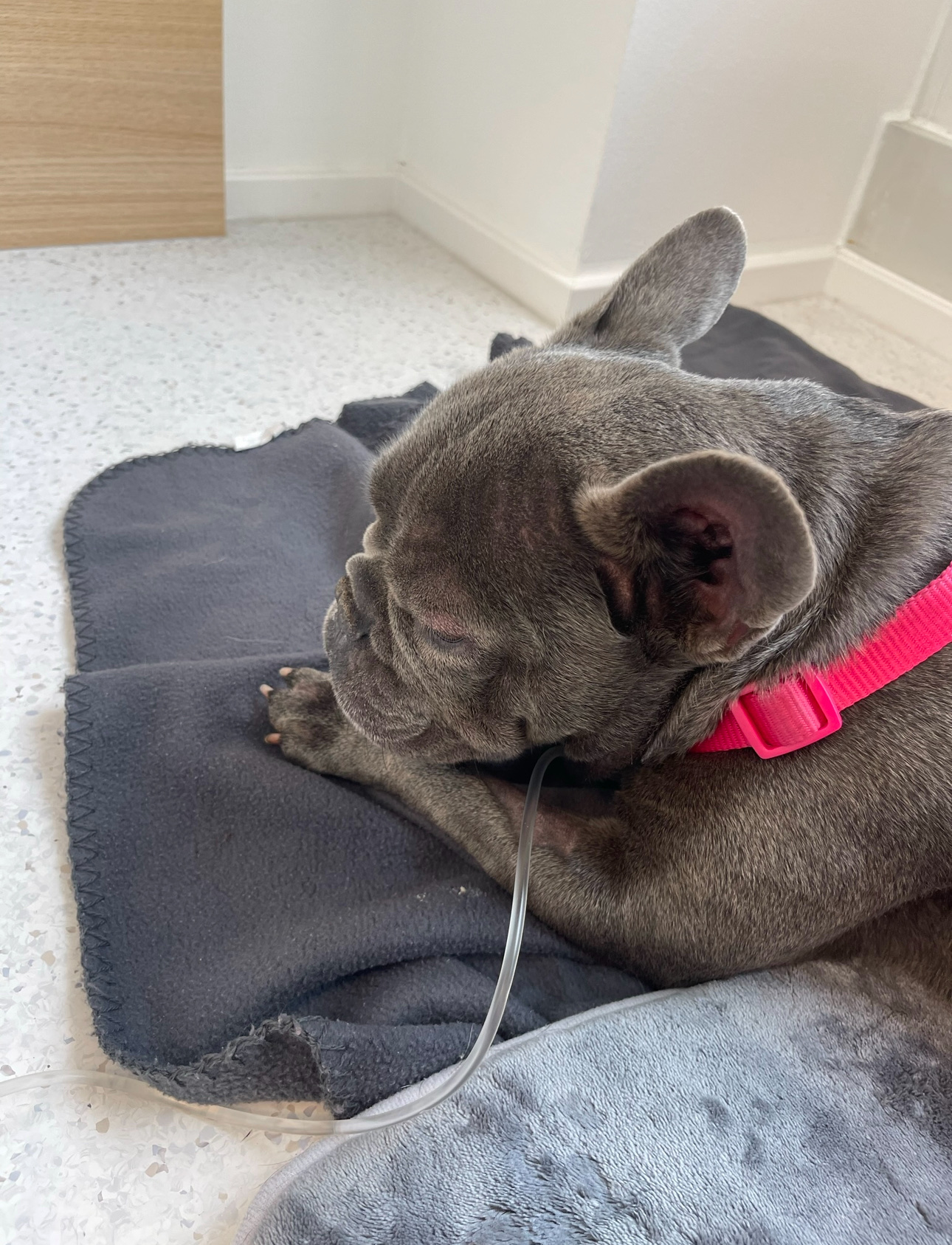 filu Tierarztpraxis Theresienwiese - Allgemein- und Notfallmedizin