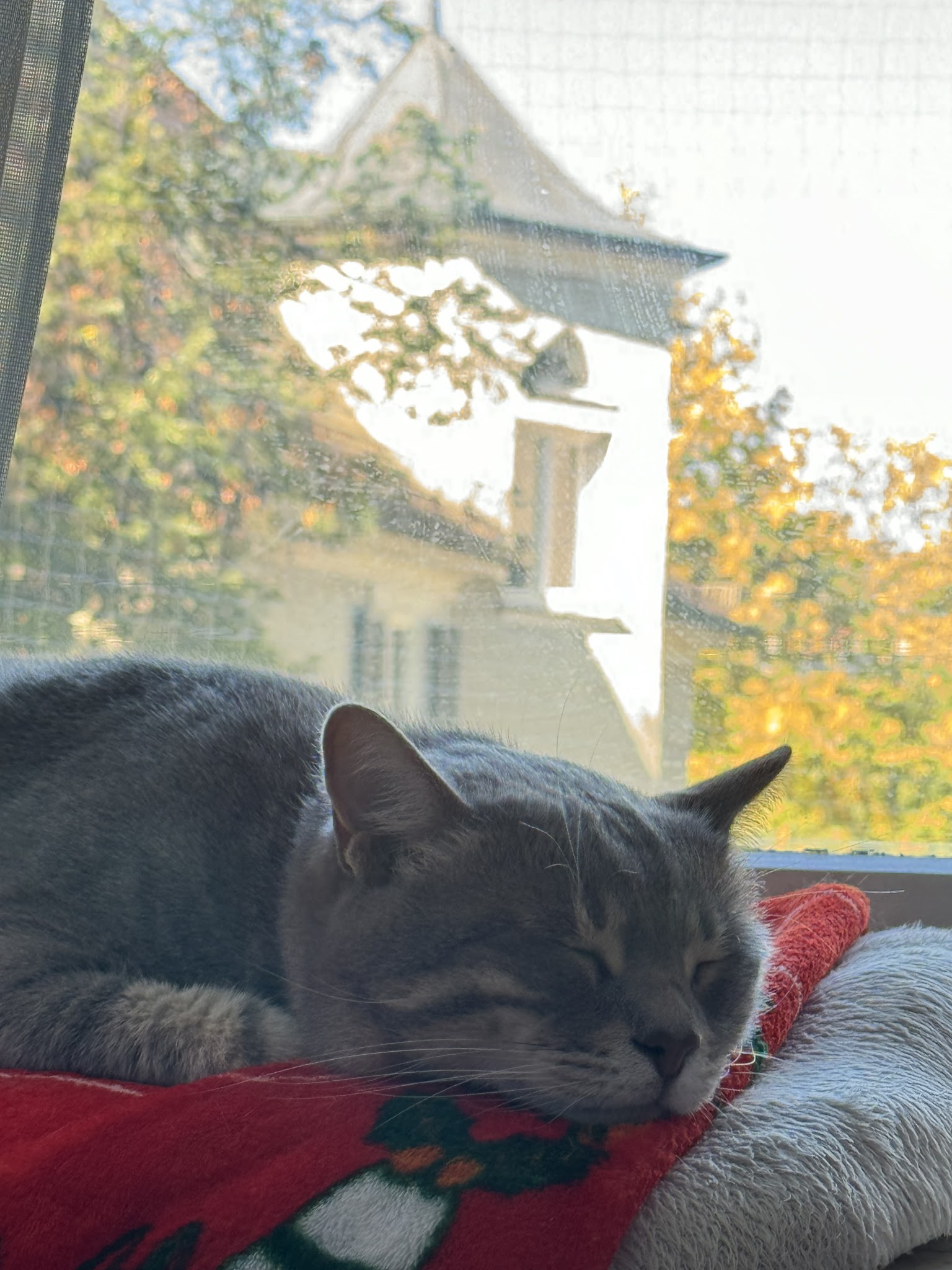 Flizz Tierarztpraxis