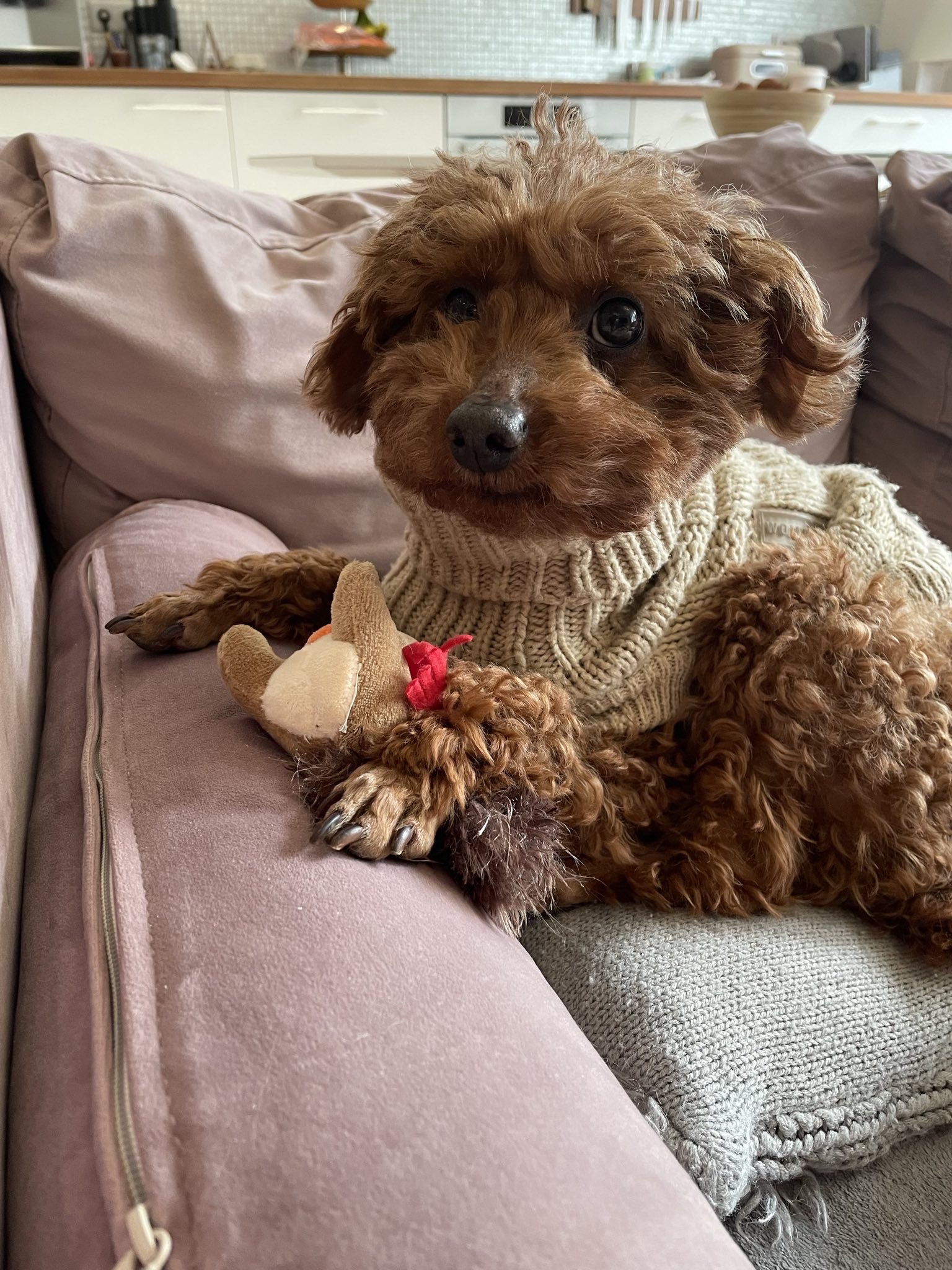 Ihre mobile Tierarztpraxis Yvonne Haas