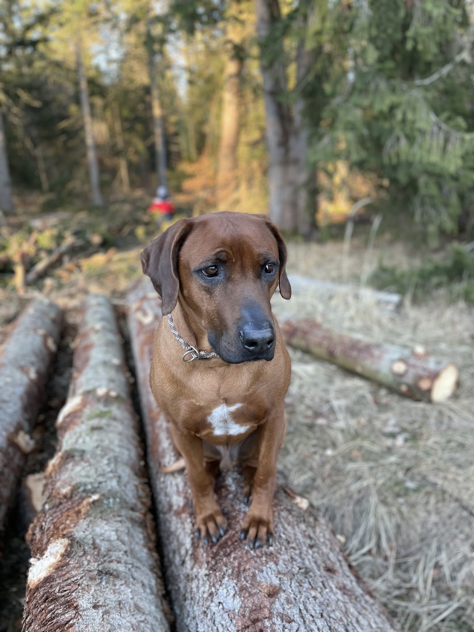 Ihre mobile Tierarztpraxis Yvonne Haas