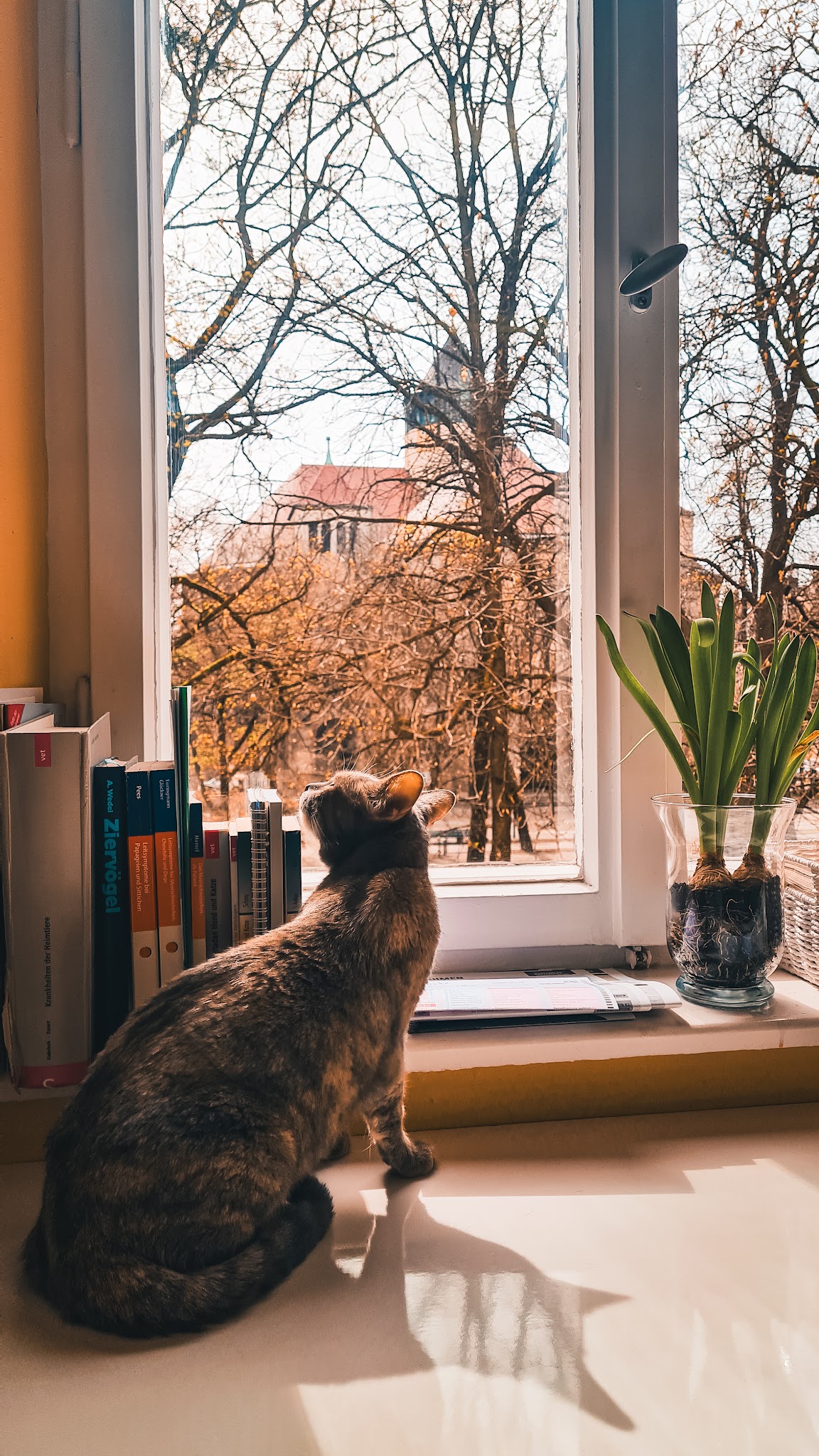 Janowski-Gastl Stephanie Dr.med.vet. Tierarzt