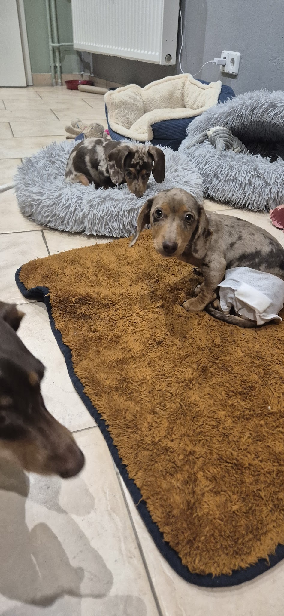 Kleintierspezialisten