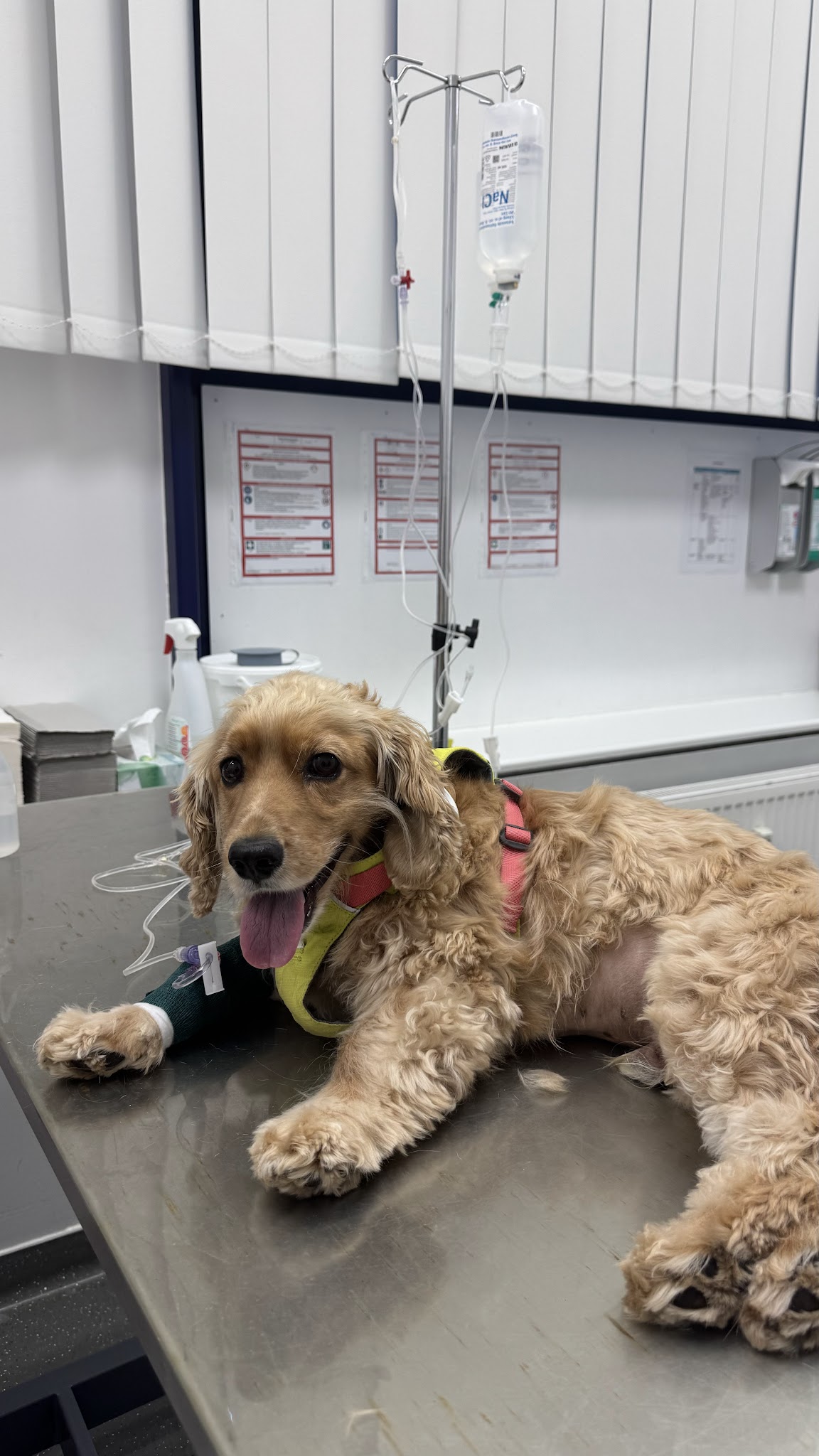 Kleintierspezialisten