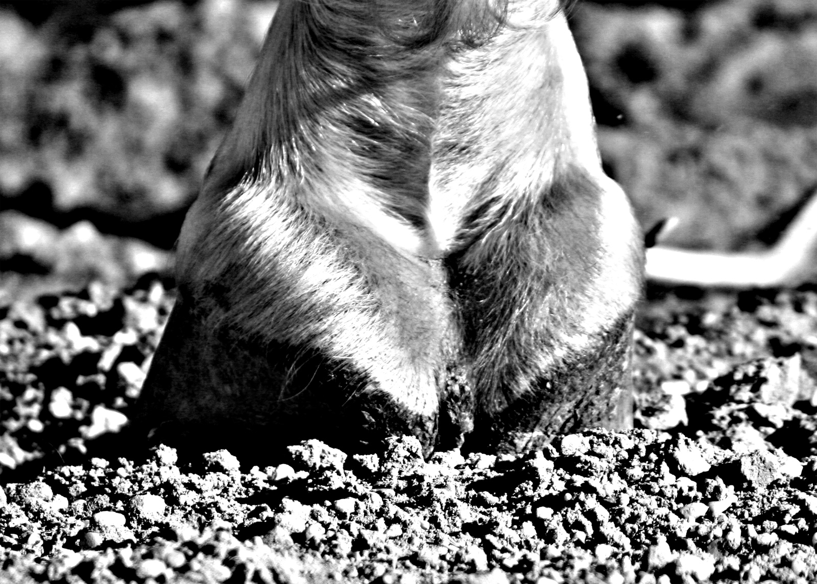 Luz Ina Dr. med. vet. - Fachtierärztin für Pferde -