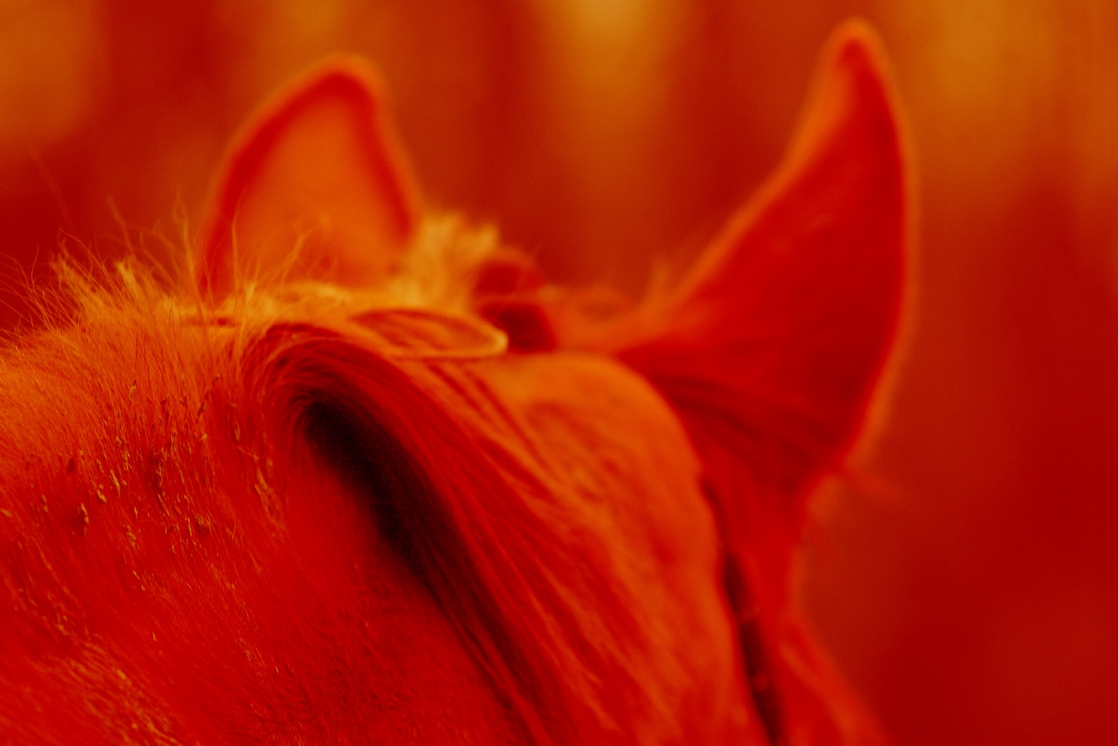 Luz Ina Dr. med. vet. - Fachtierärztin für Pferde -