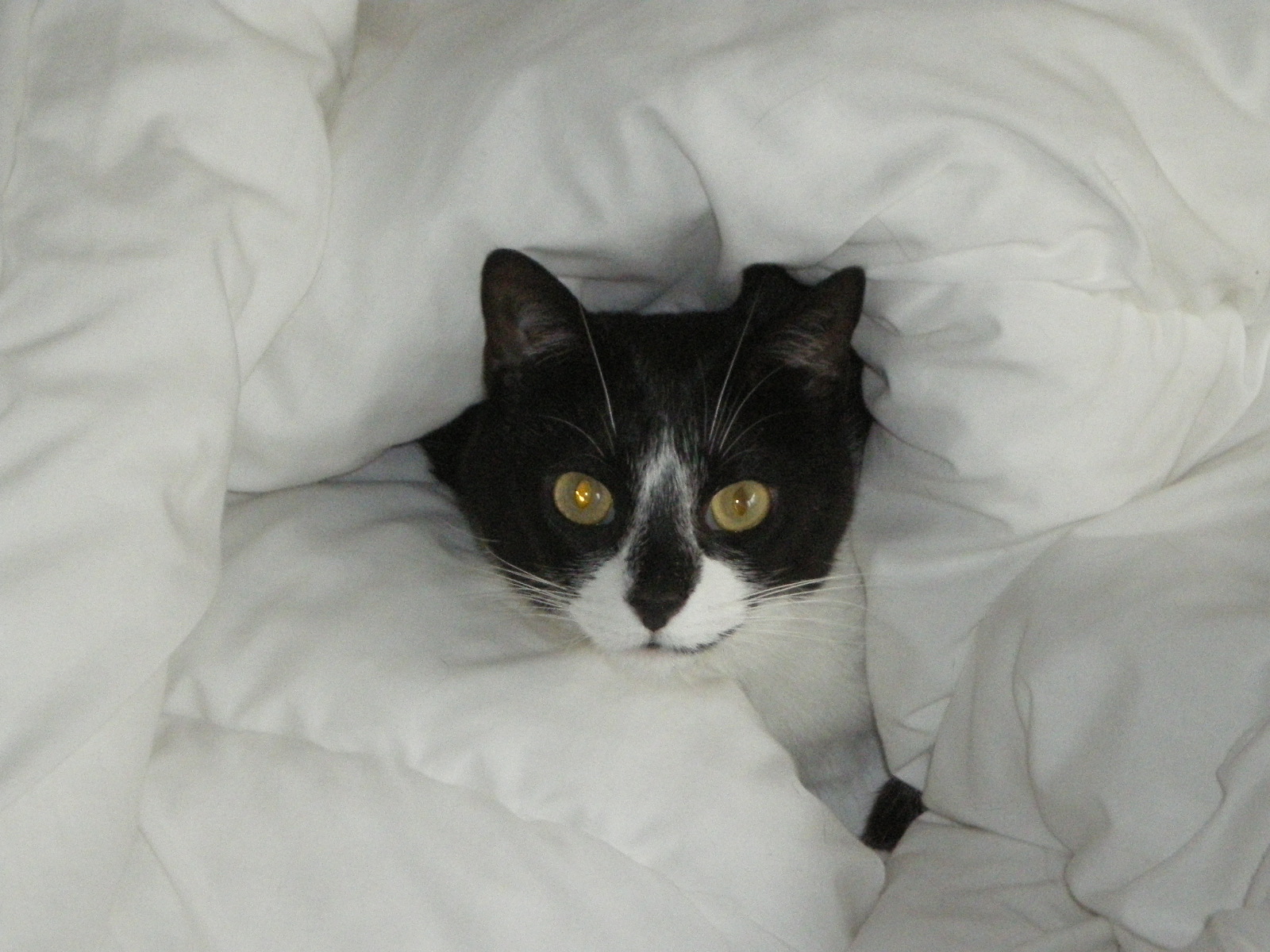 Mobile Tierarztpraxis Isabel Vinh