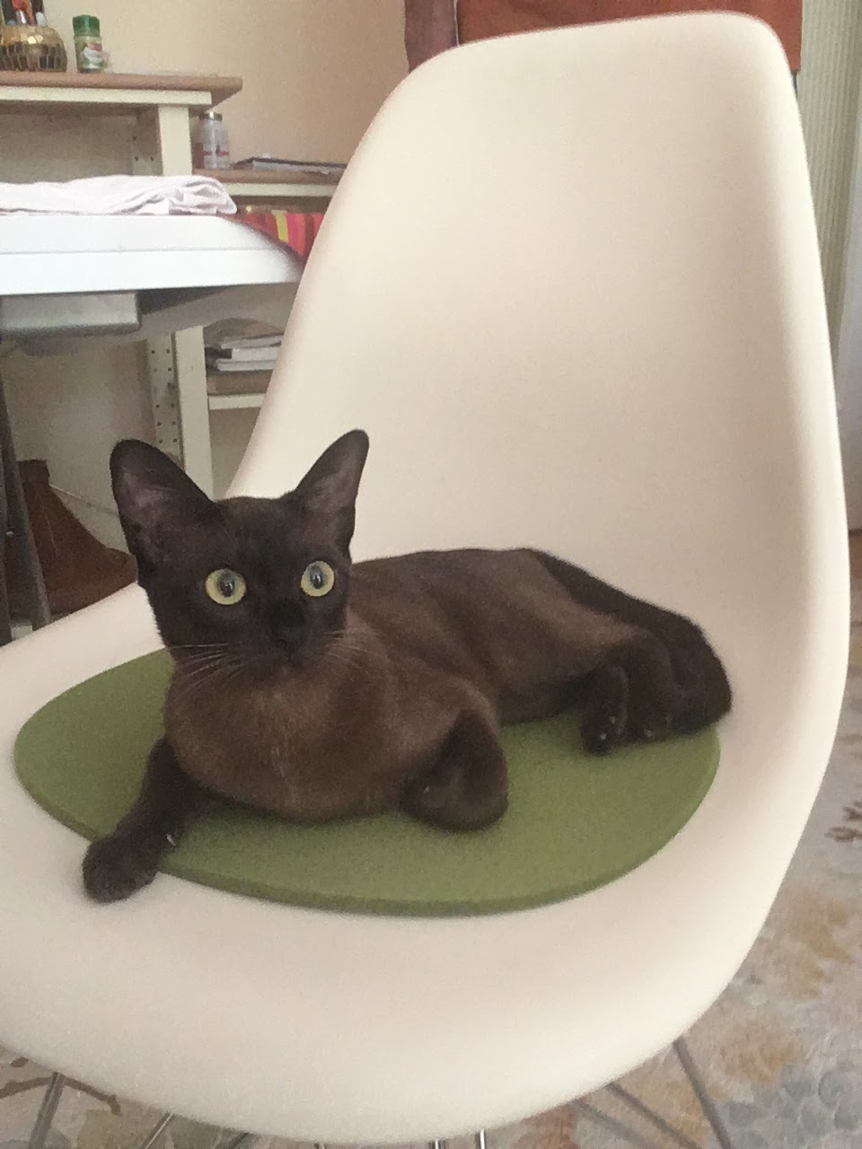 Mobile Tierarztpraxis Isabel Vinh