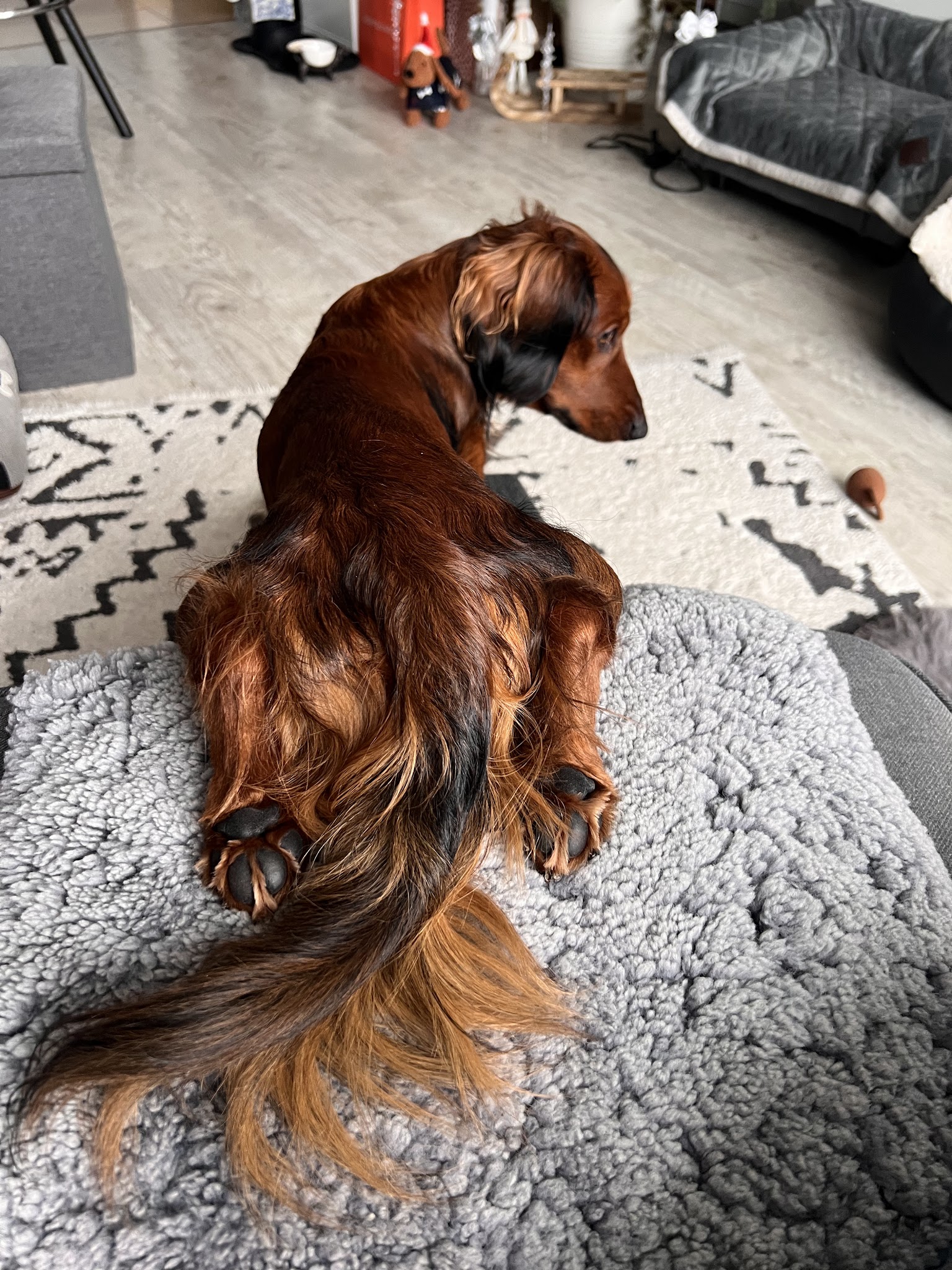 Mobile Tierarztpraxis Isabel Vinh