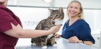 Tierarzt Berlin, vets for cats Berlin - Tierarztpraxis für Katzen