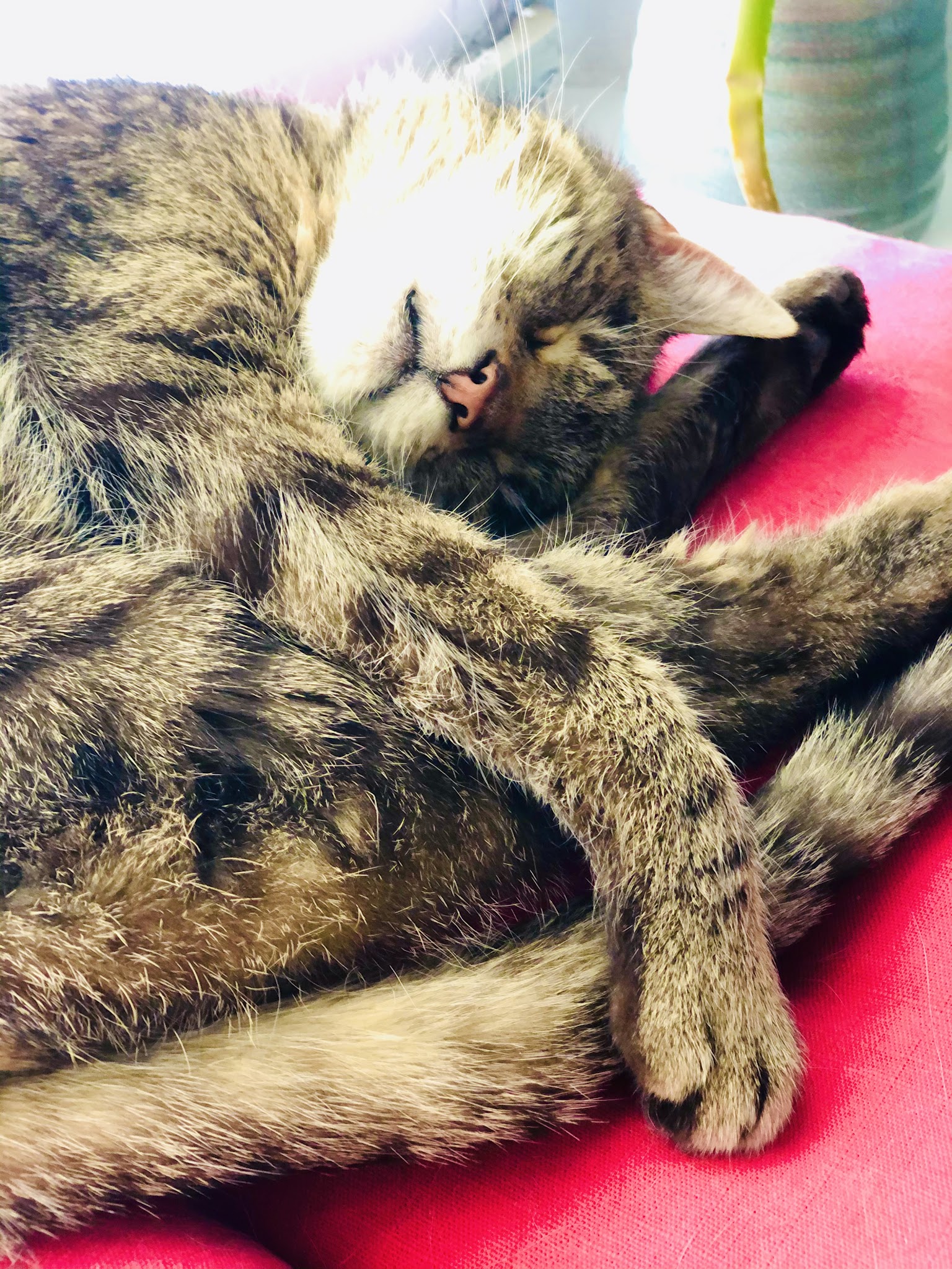 Tierarzt Stolle-Malorny & Vöster Berlin-Wilmersdorf