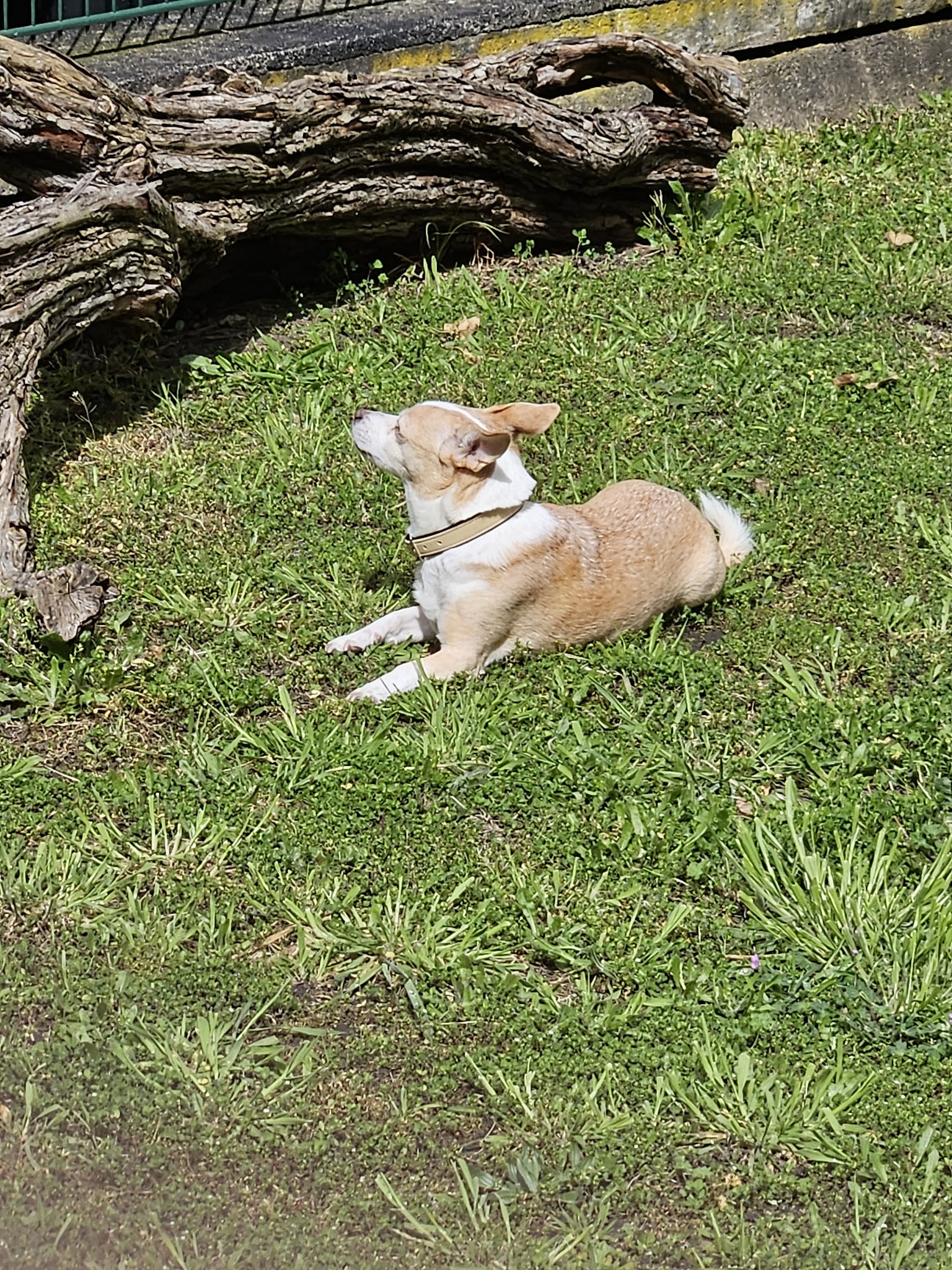 Tierarzt Stolle-Malorny & Vöster Berlin-Wilmersdorf