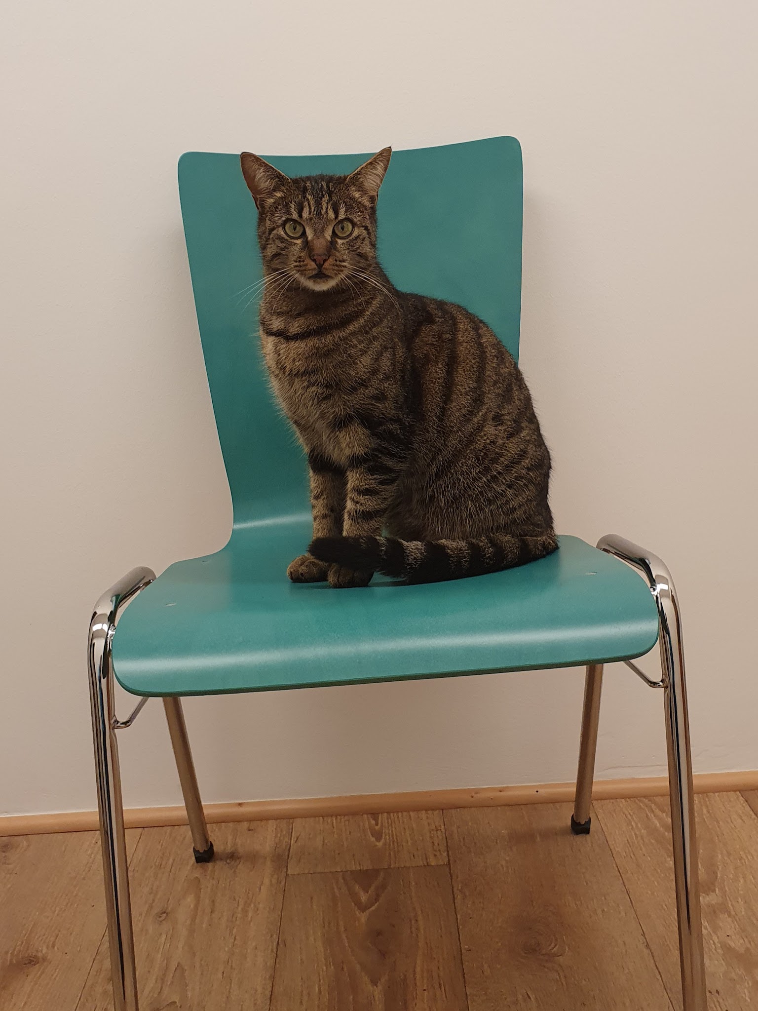 Tierärztin Dr. med. vet. Katinka Gittner Mobile Tierarztpraxis