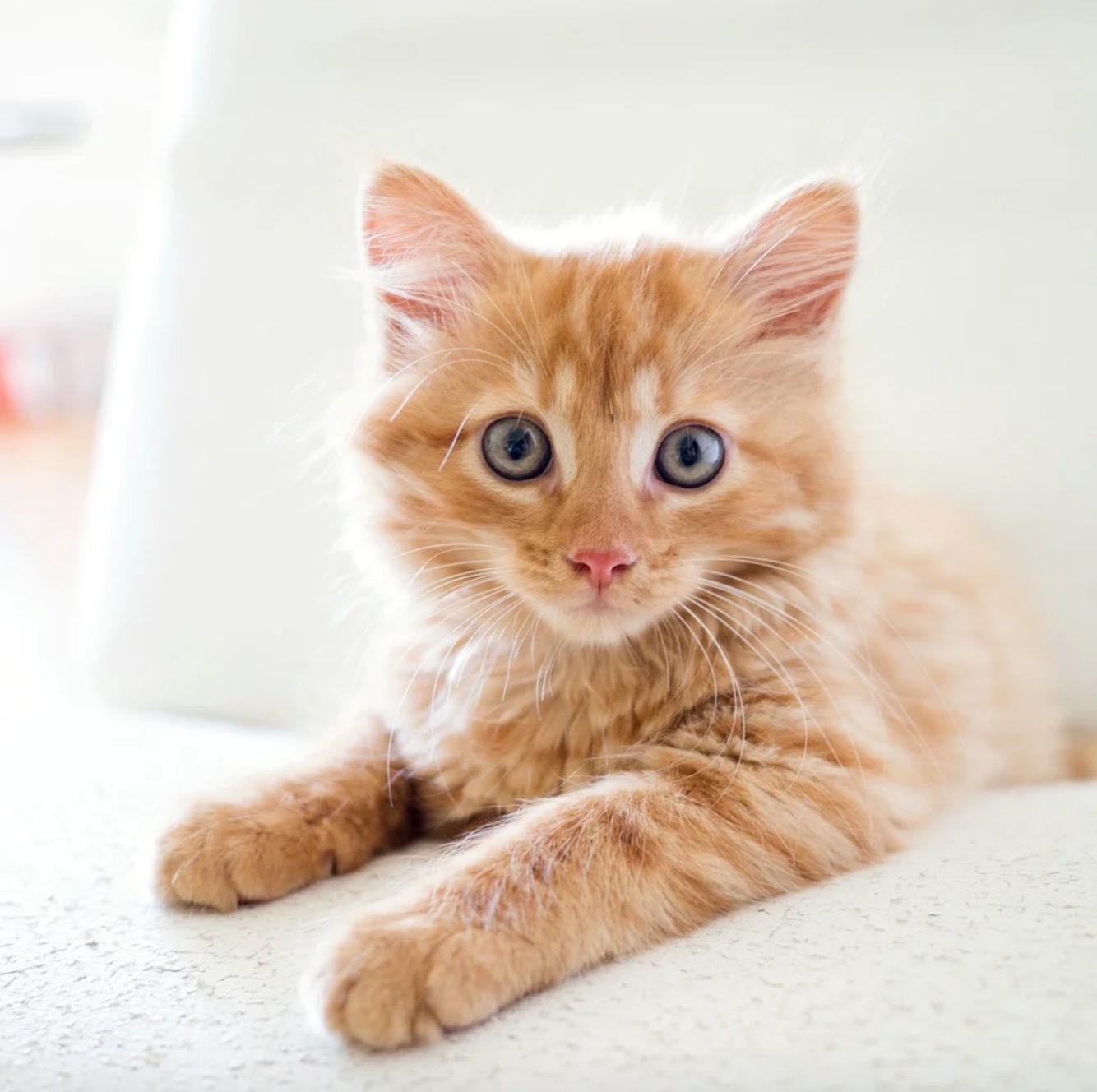 Tierarztpraxis am Durchblick