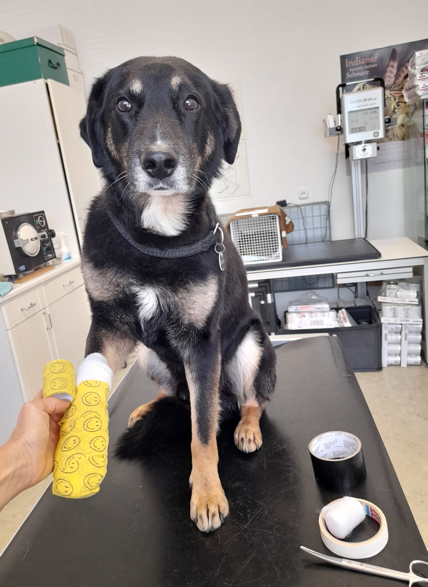 Tierarztpraxis Dr. Aumüller