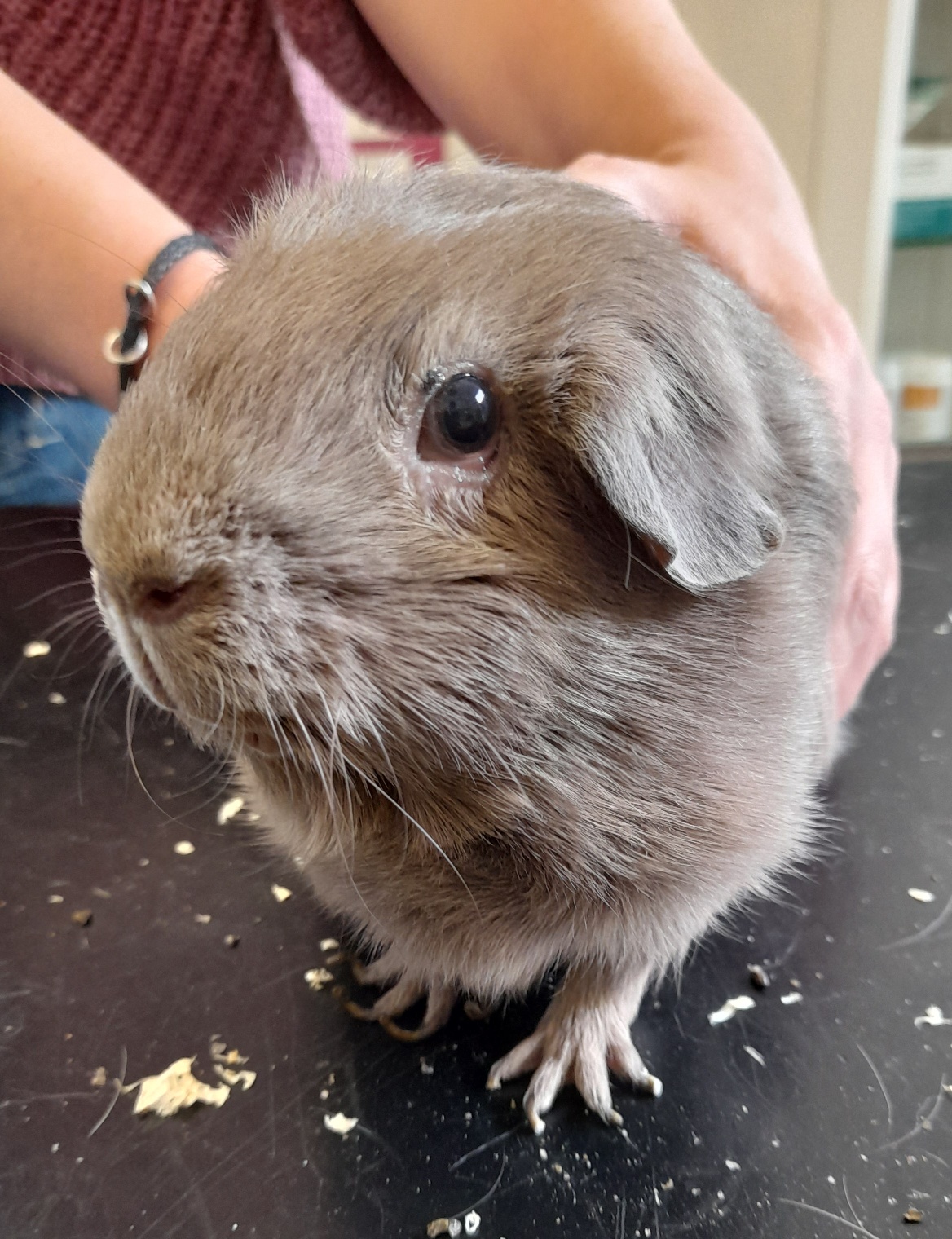 Tierarztpraxis Dr. Aumüller