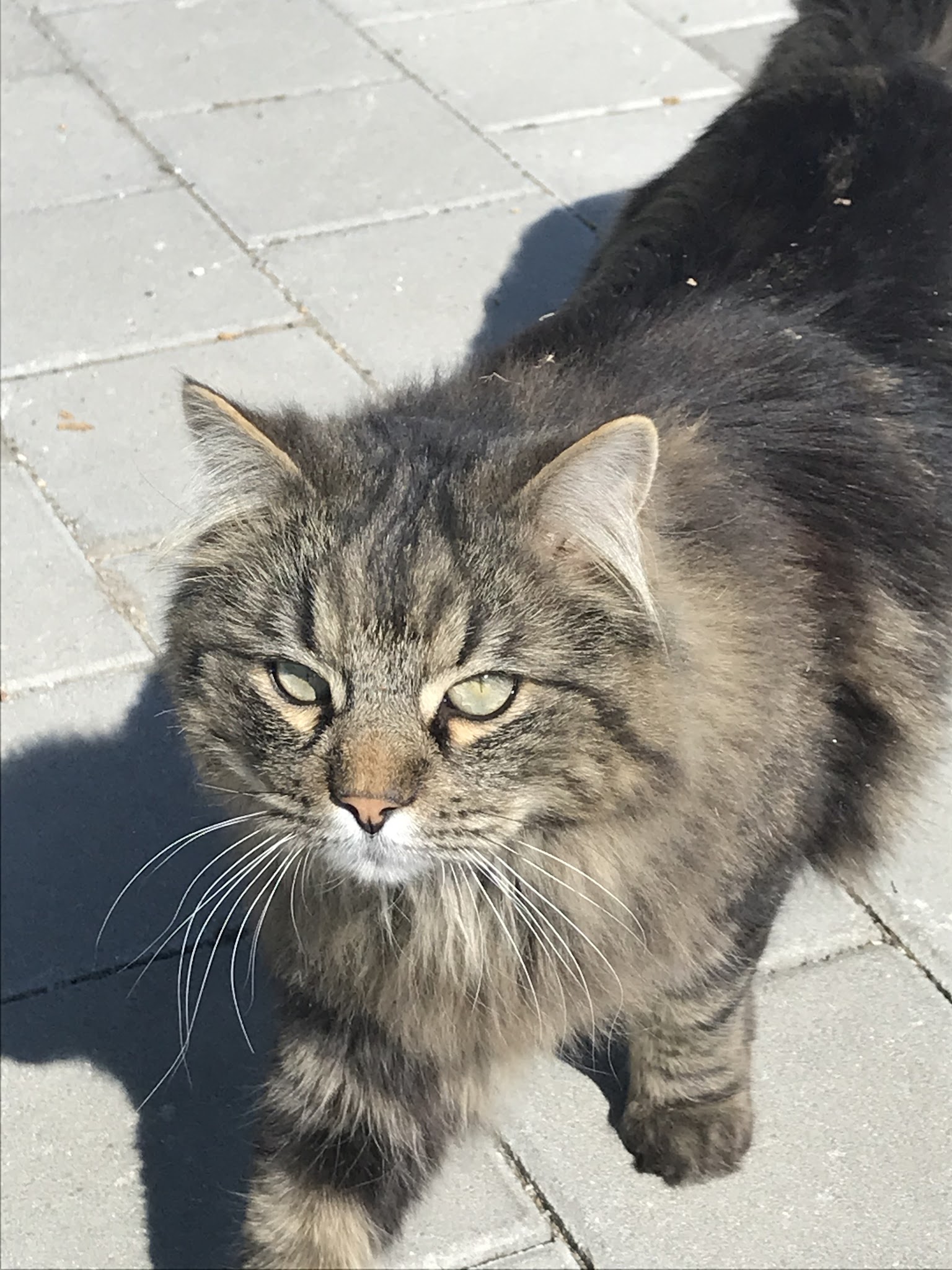 Tierarztpraxis Dr. Eichelberger Michael