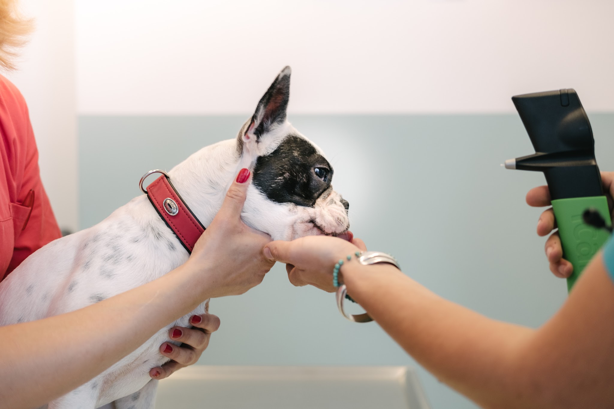 Tierarztpraxis Dr. Fenina + Burwieck