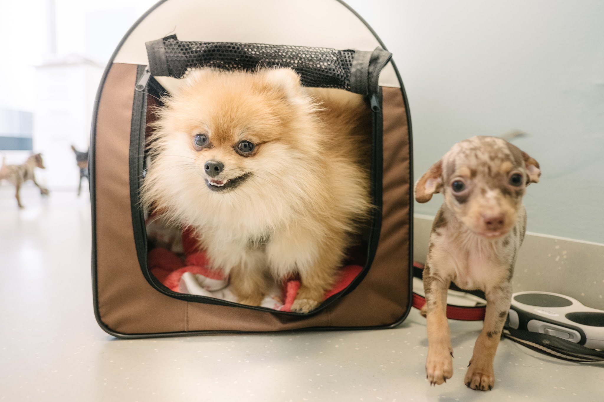 Tierarztpraxis Dr. Fenina + Burwieck