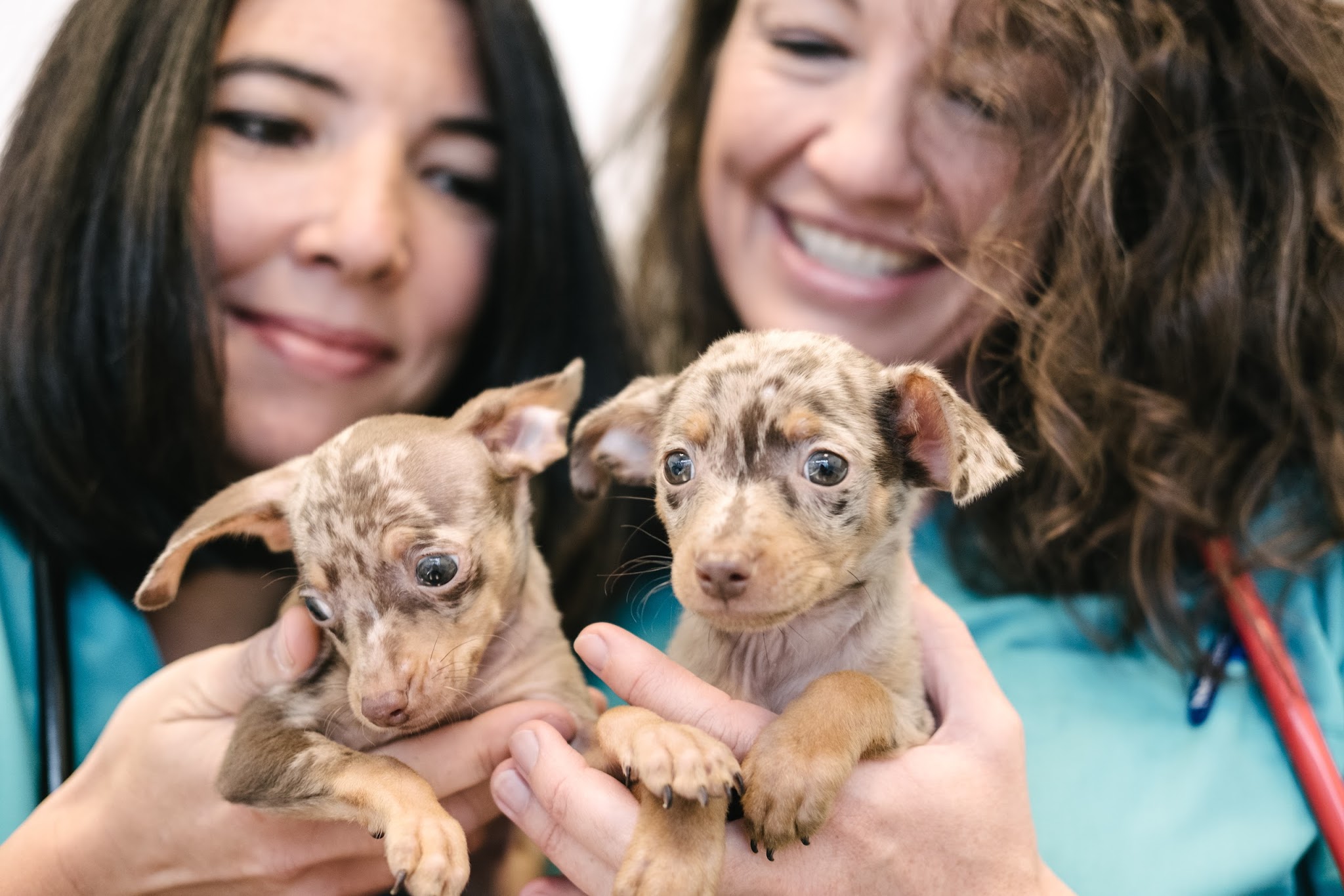 Tierarztpraxis Dr. Fenina + Burwieck