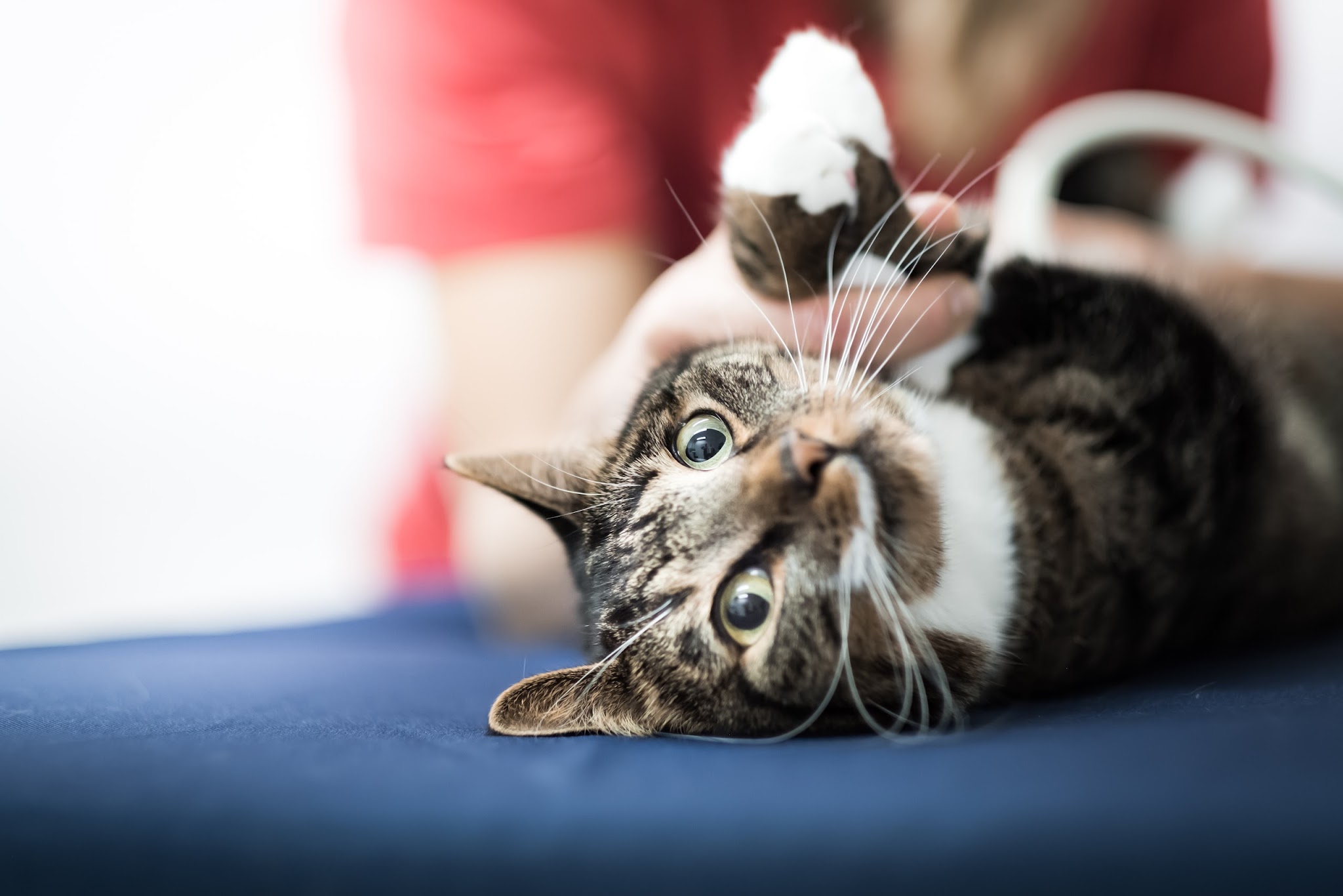 Tierarztpraxis Dr. Fenina + Burwieck