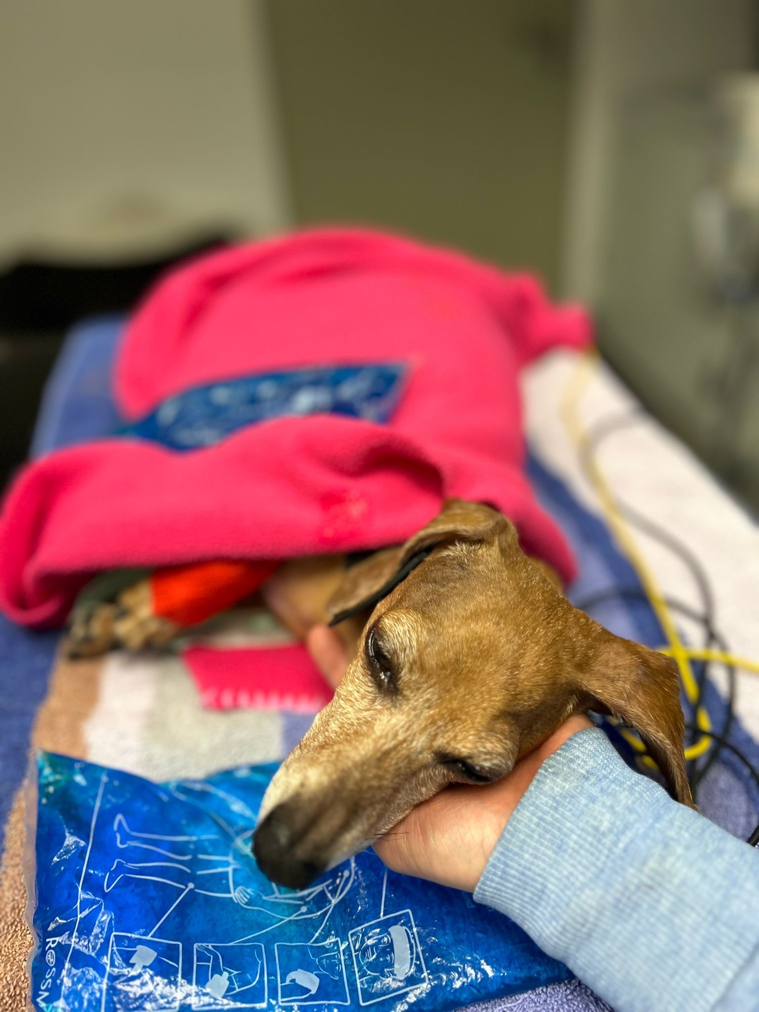 Tierarztpraxis Dr. König