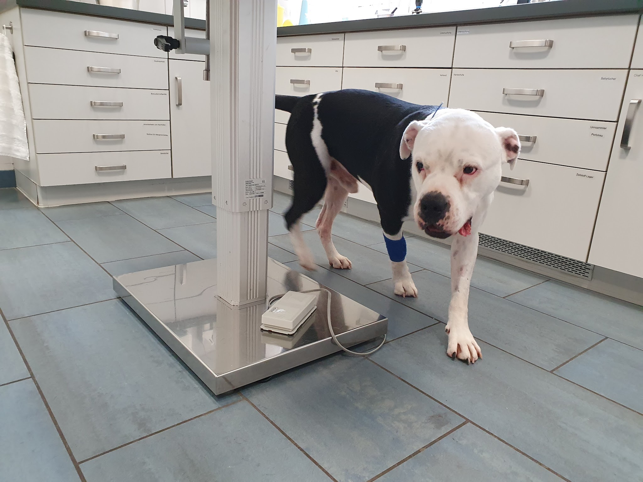 Tierarztpraxis Dr. König