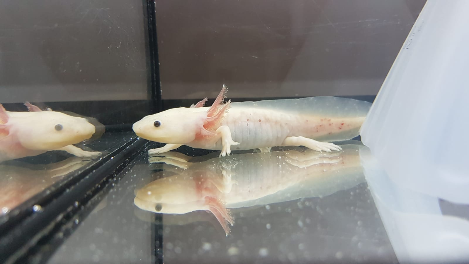 Tierarztpraxis Dr. Thomas Bauer - Reptilien & Fische