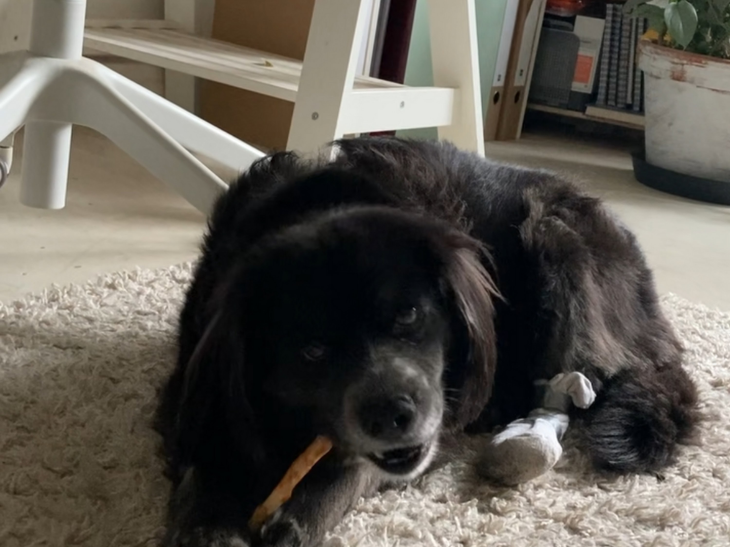 Tierarztpraxis Fell und Feder