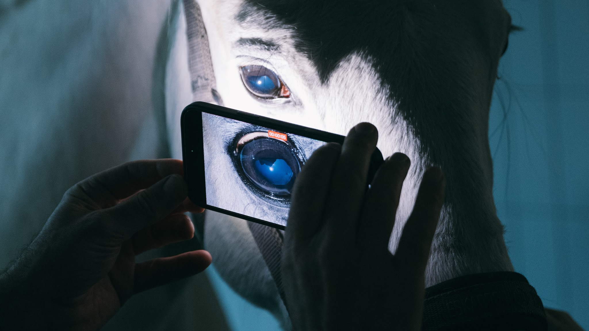 Tierarztpraxis für Pferdeaugenheilkunde